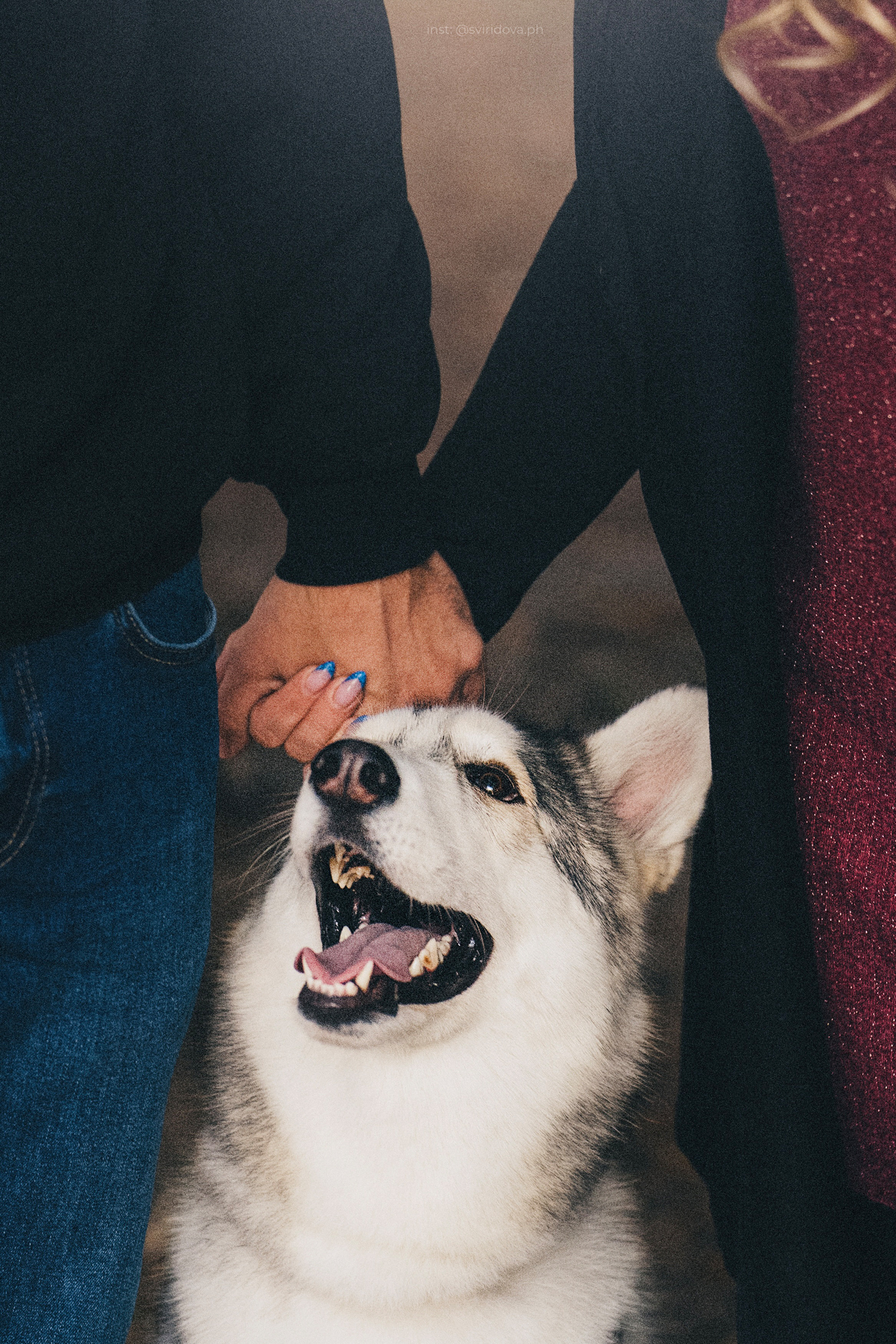 Катя, Илья, Лагерта. Фотограф анималист в Москве и Санкт-Петербурге Свиридова Анна