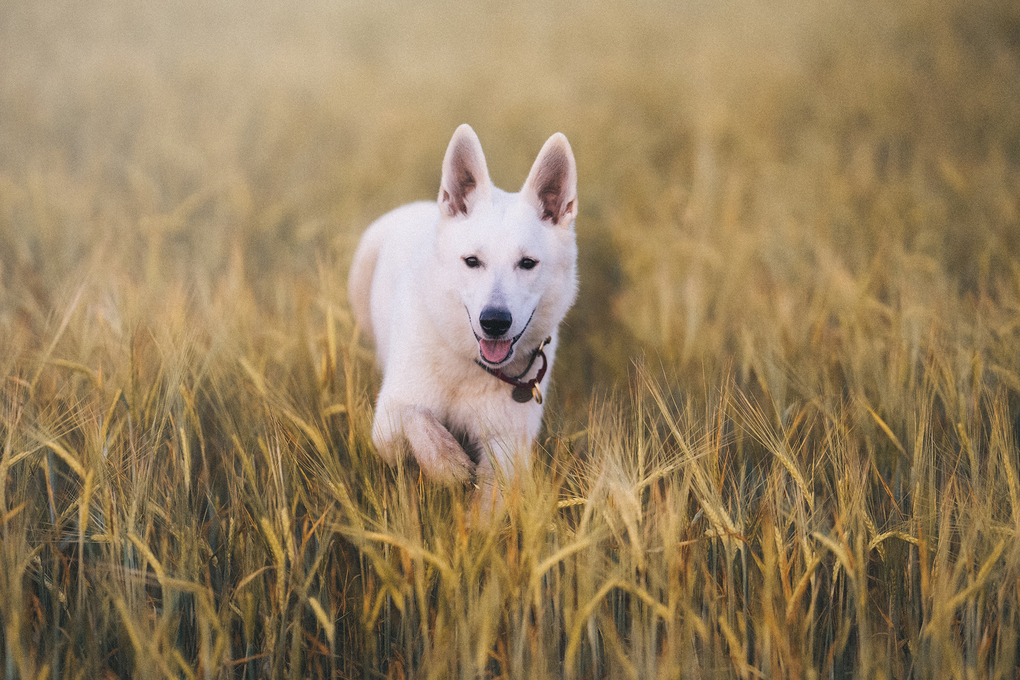 Лиза и Юста. Фотограф анималист в Москве и Санкт-Петербурге Свиридова Анна