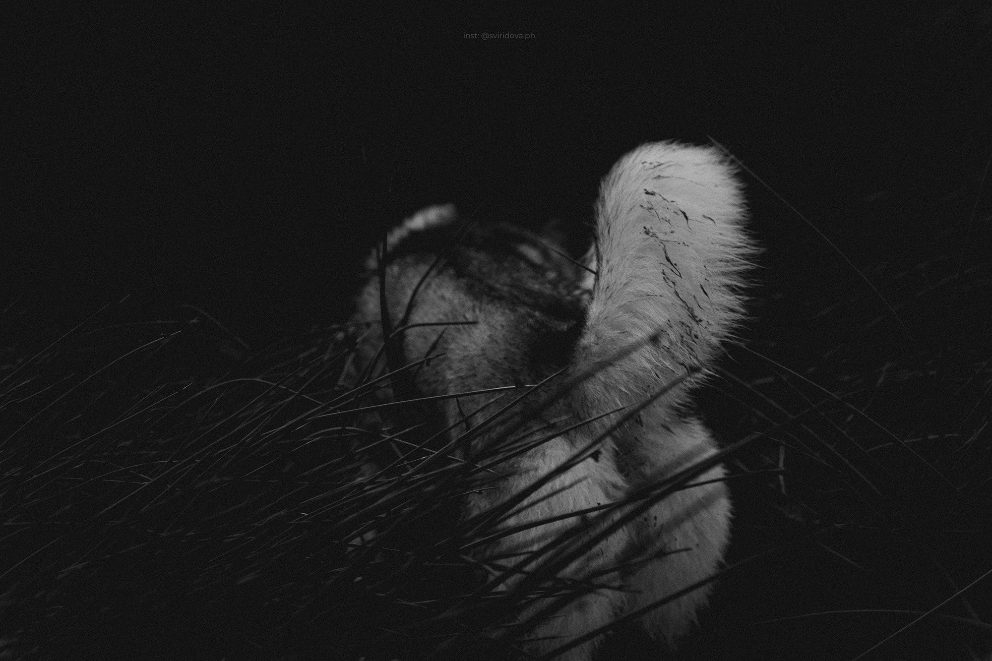 Катя, Илья, Лагерта. Фотограф анималист в Москве и Санкт-Петербурге Свиридова Анна