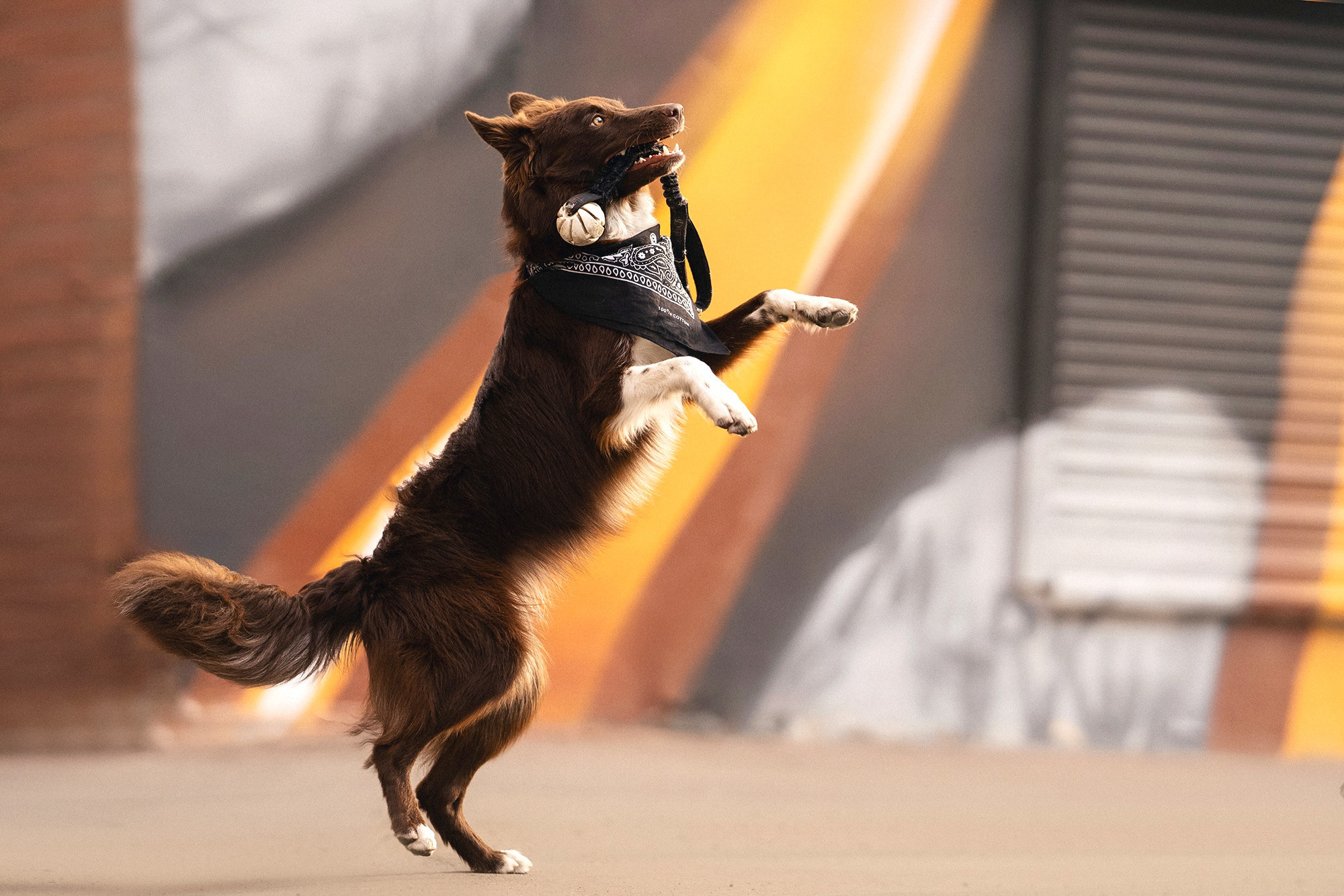 Аня и Брук. Фотограф анималист в Москве и Санкт-Петербурге Свиридова Анна