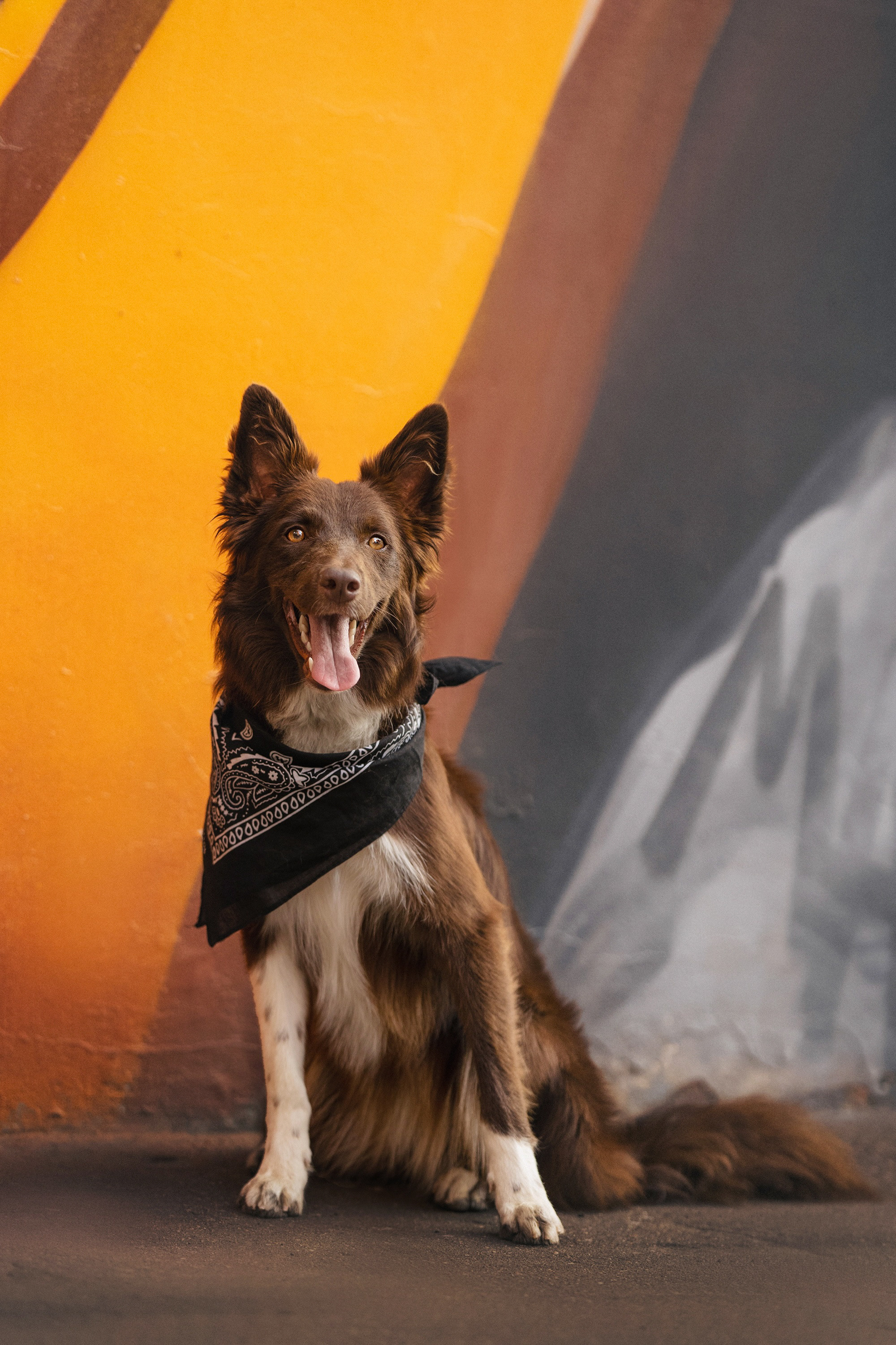 Аня и Брук. Фотограф анималист в Москве и Санкт-Петербурге Свиридова Анна