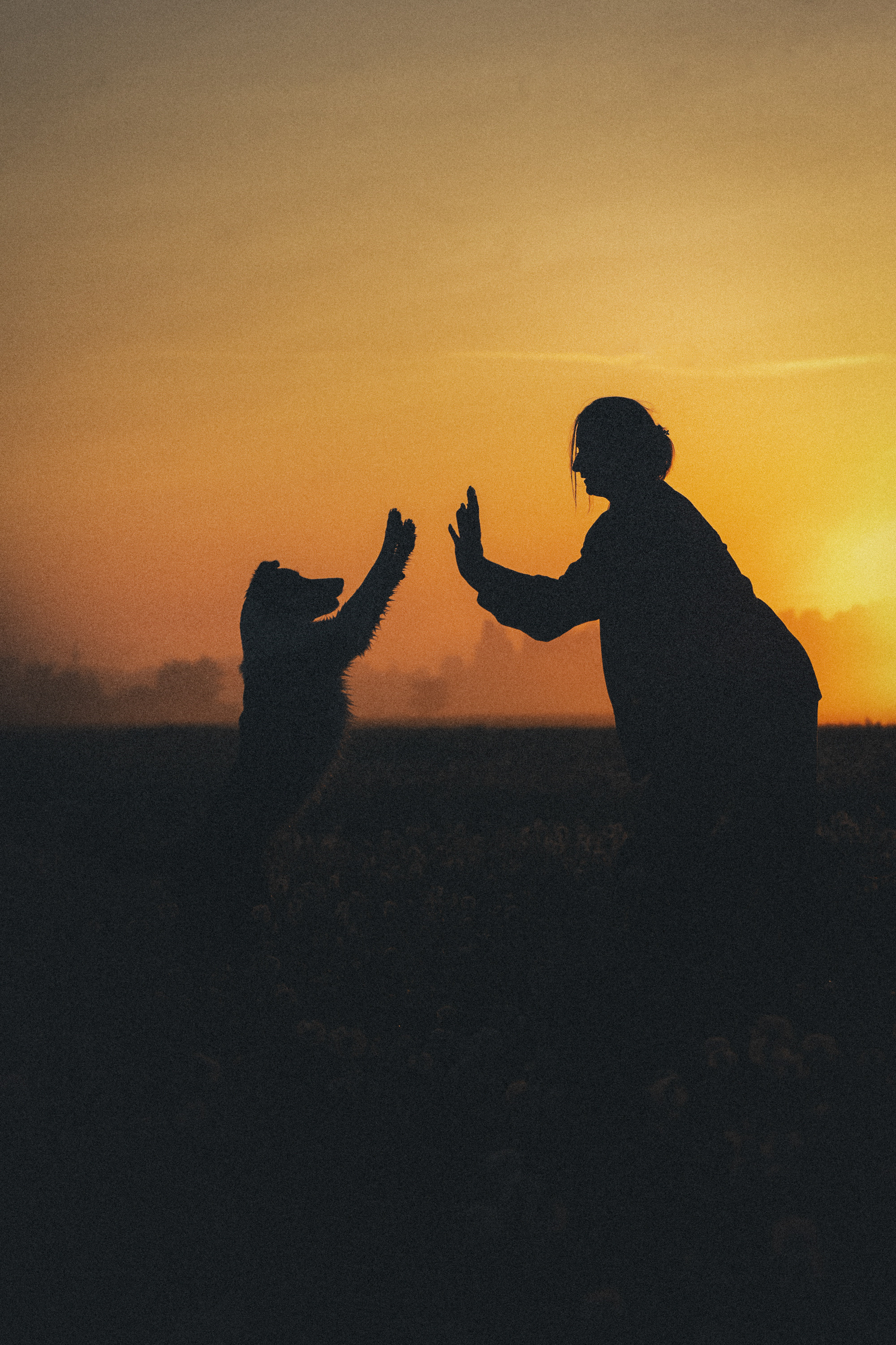Софа, Уна и Лють. Фотограф анималист в Москве и Санкт-Петербурге Свиридова Анна