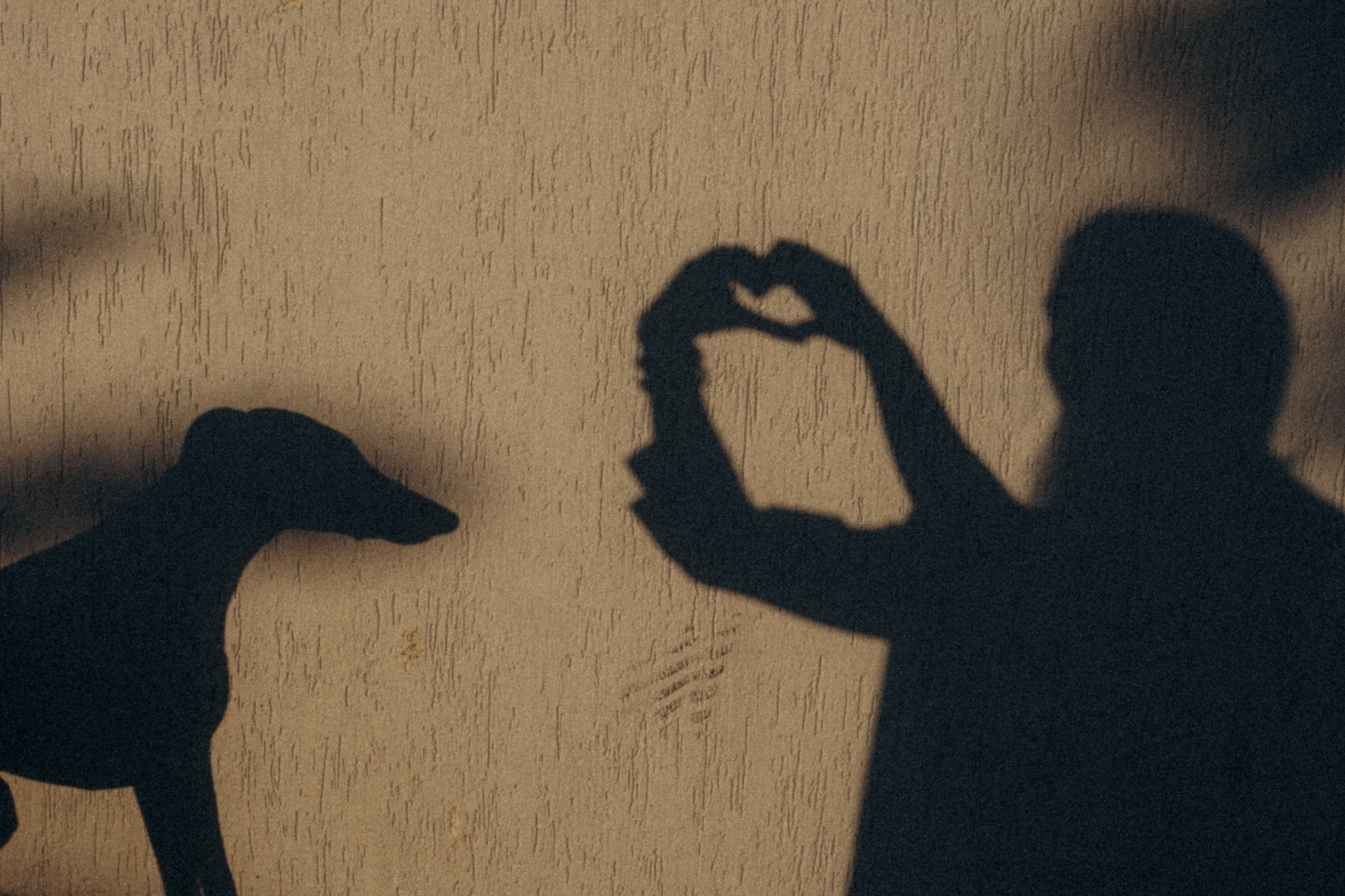 Аня и Джованни. Фотограф анималист в Москве и Санкт-Петербурге Свиридова Анна