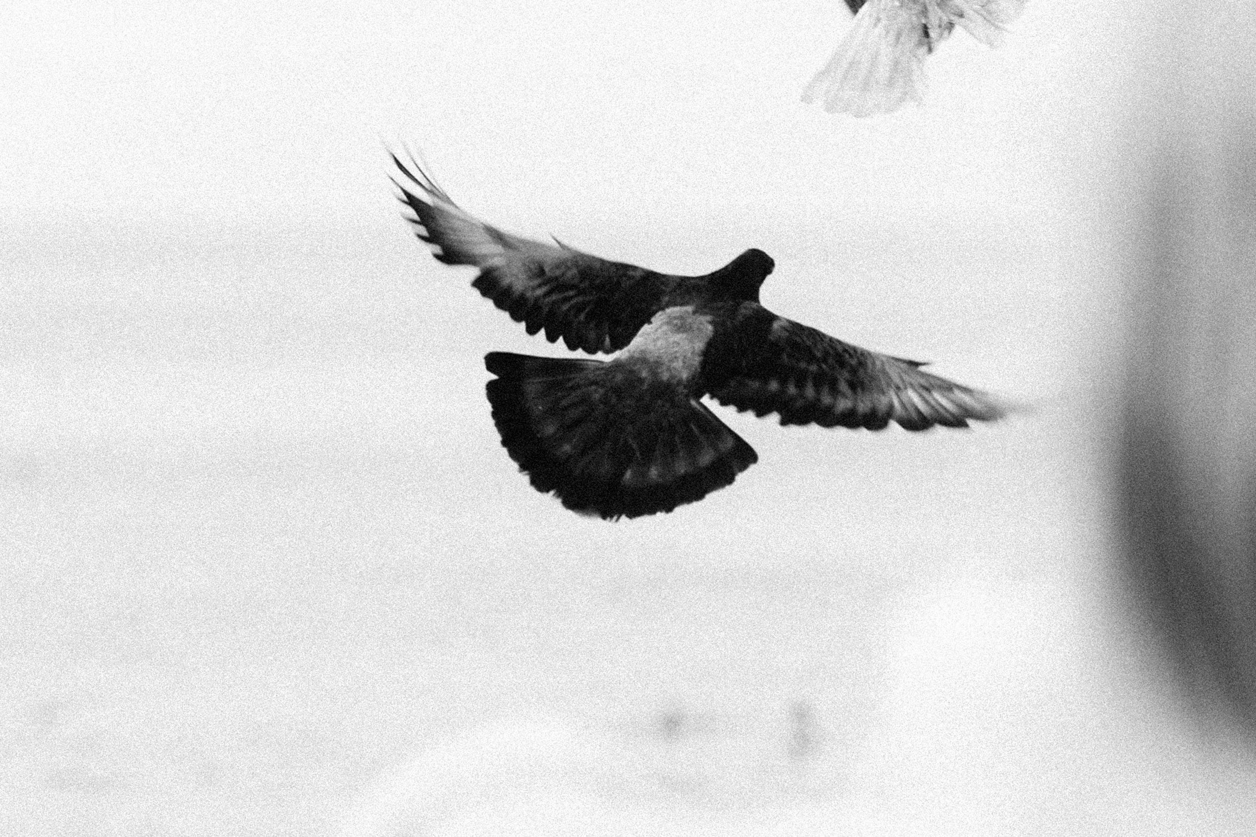 Ангелина и Варежка. Фотограф анималист в Москве и Санкт-Петербурге Свиридова Анна