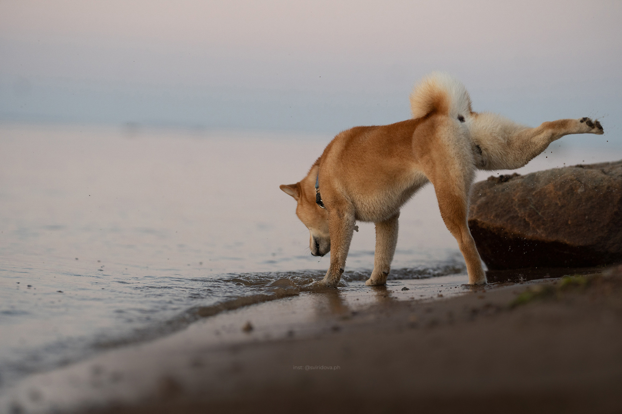Даша, Сергей и Френки. Фотограф анималист в Москве и Санкт-Петербурге Свиридова Анна