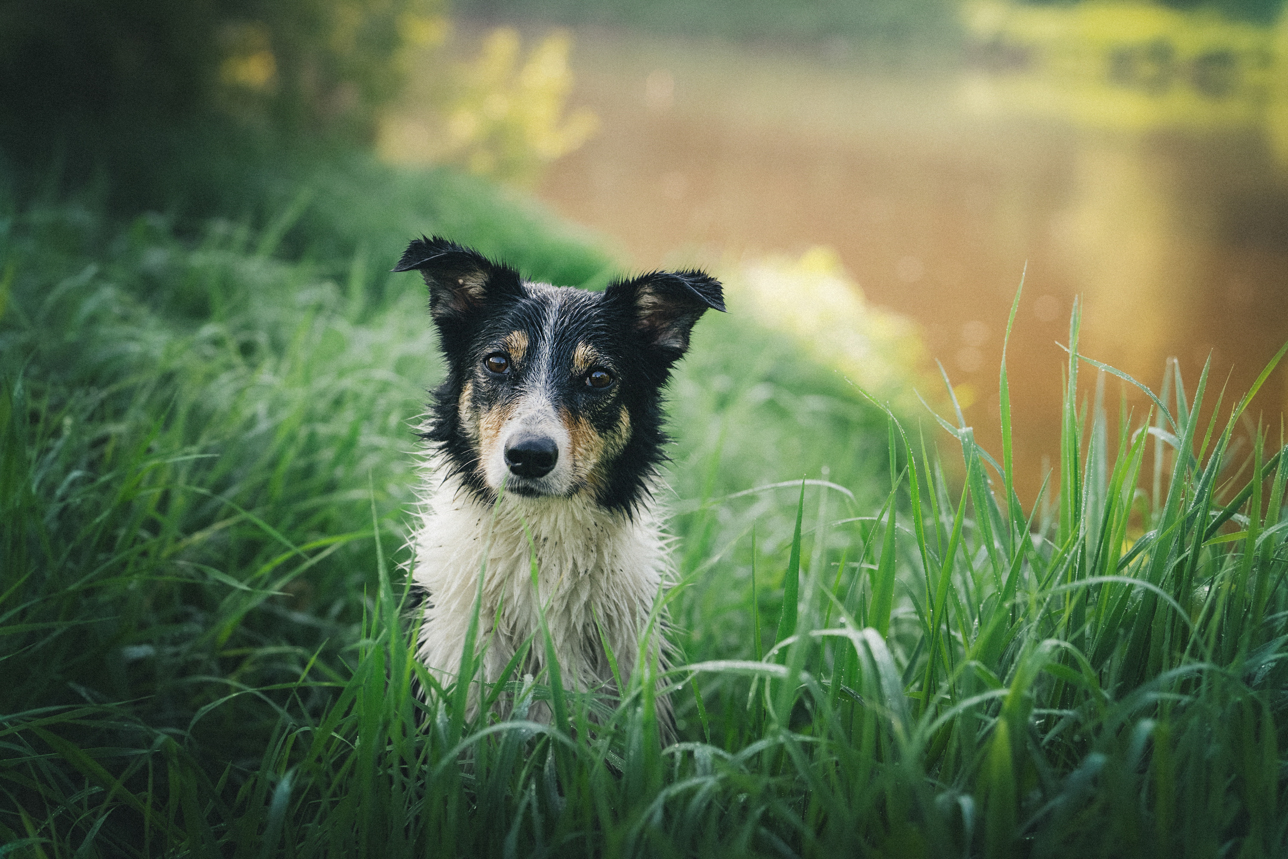 Софа, Уна и Лють. Фотограф анималист в Москве и Санкт-Петербурге Свиридова Анна