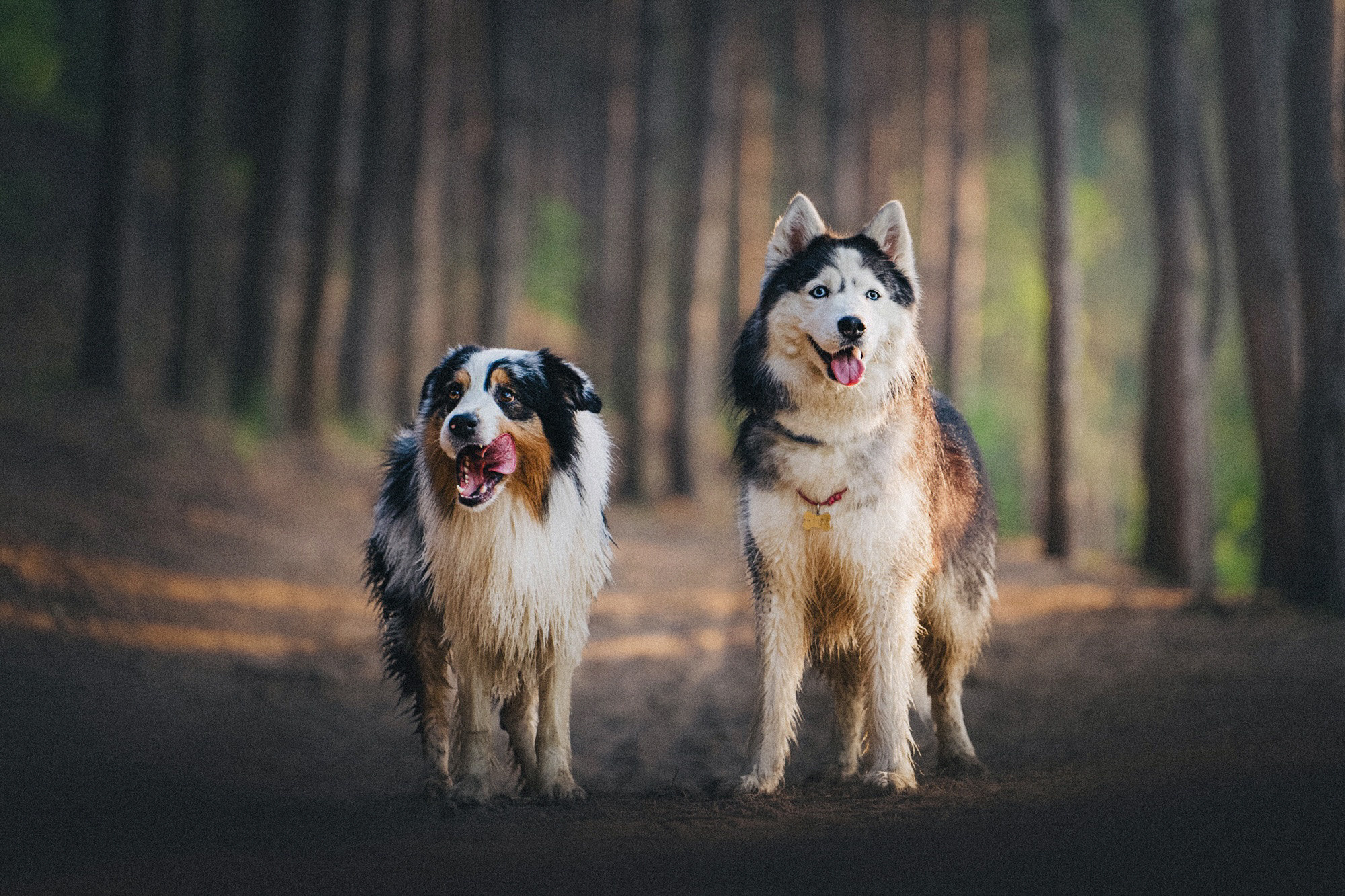 Аня, Игорь, Аусь и Хась. Фотограф анималист в Москве и Санкт-Петербурге Свиридова Анна
