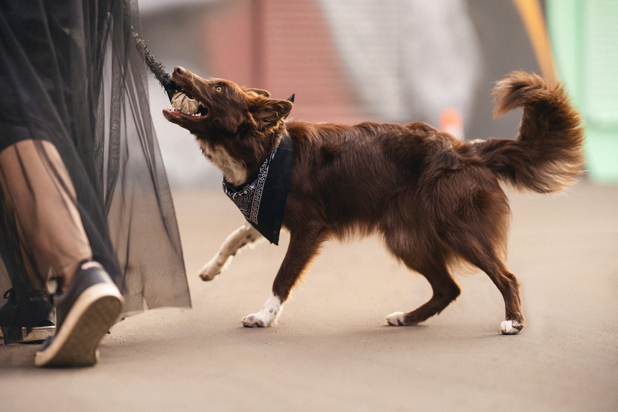 Аня и Брук. Фотограф анималист в Москве и Санкт-Петербурге Свиридова Анна
