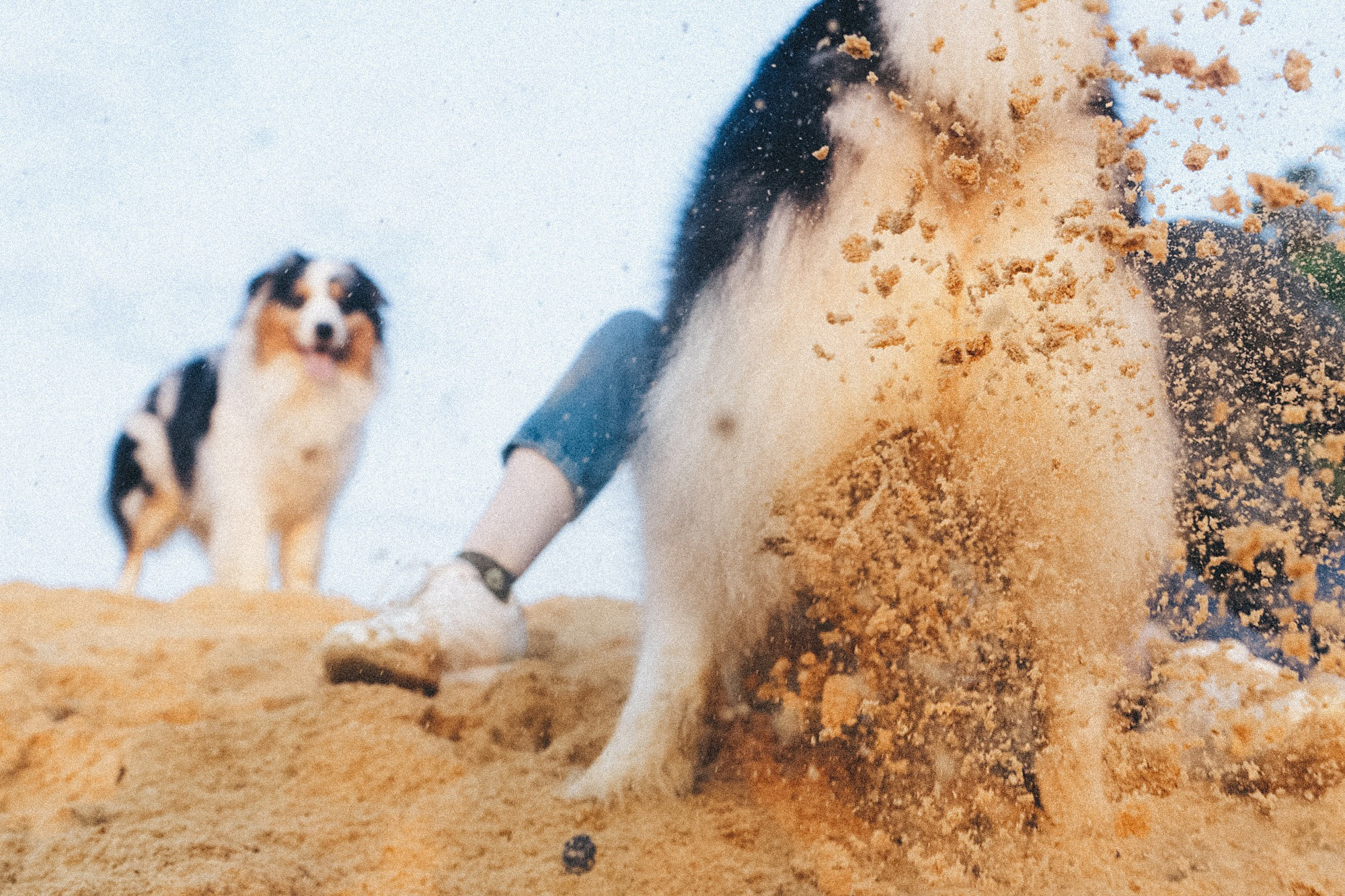 Аня, Игорь, Аусь и Хась. Фотограф анималист в Москве и Санкт-Петербурге Свиридова Анна