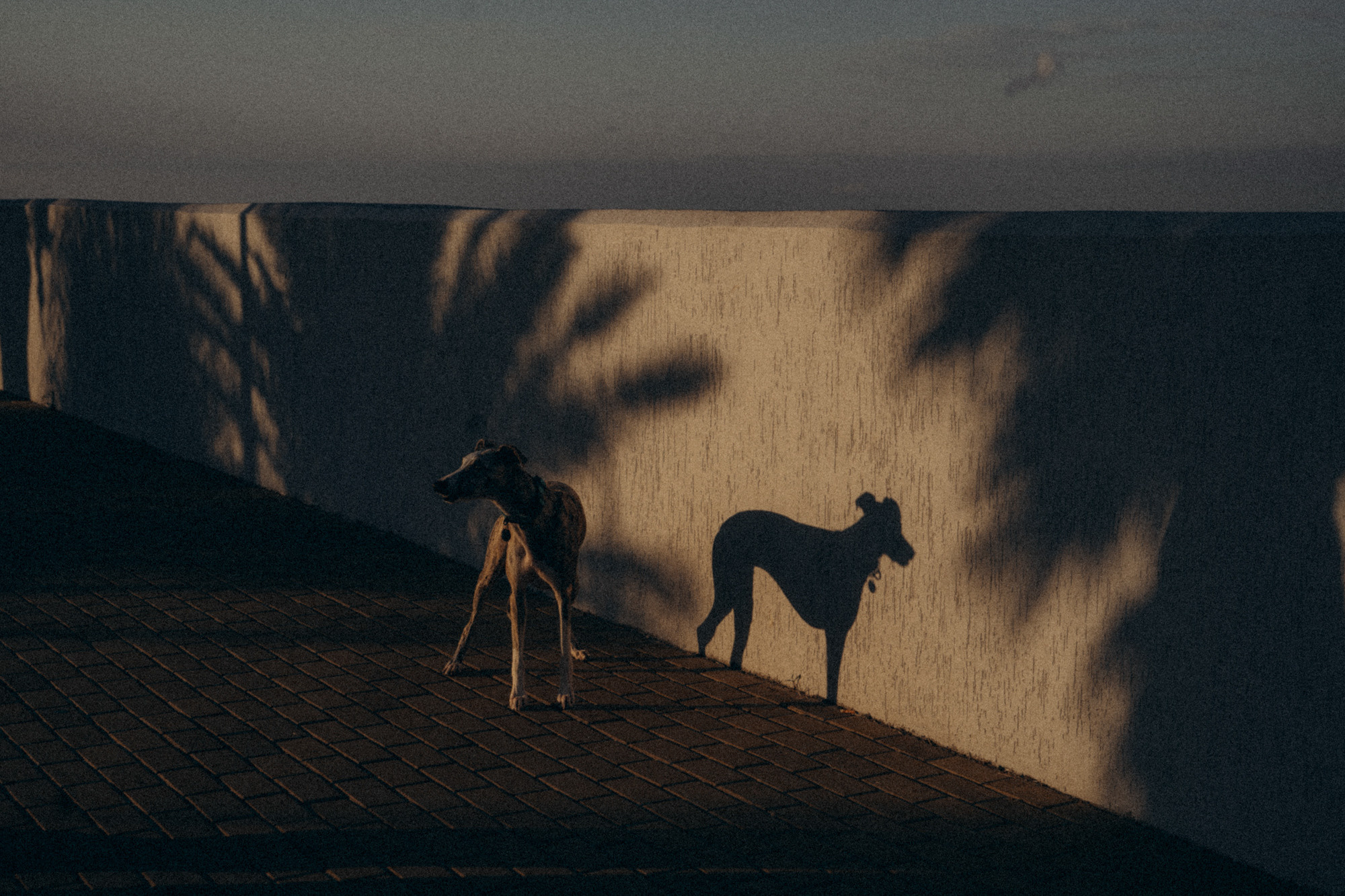 Аня и Джованни. Фотограф анималист в Москве и Санкт-Петербурге Свиридова Анна