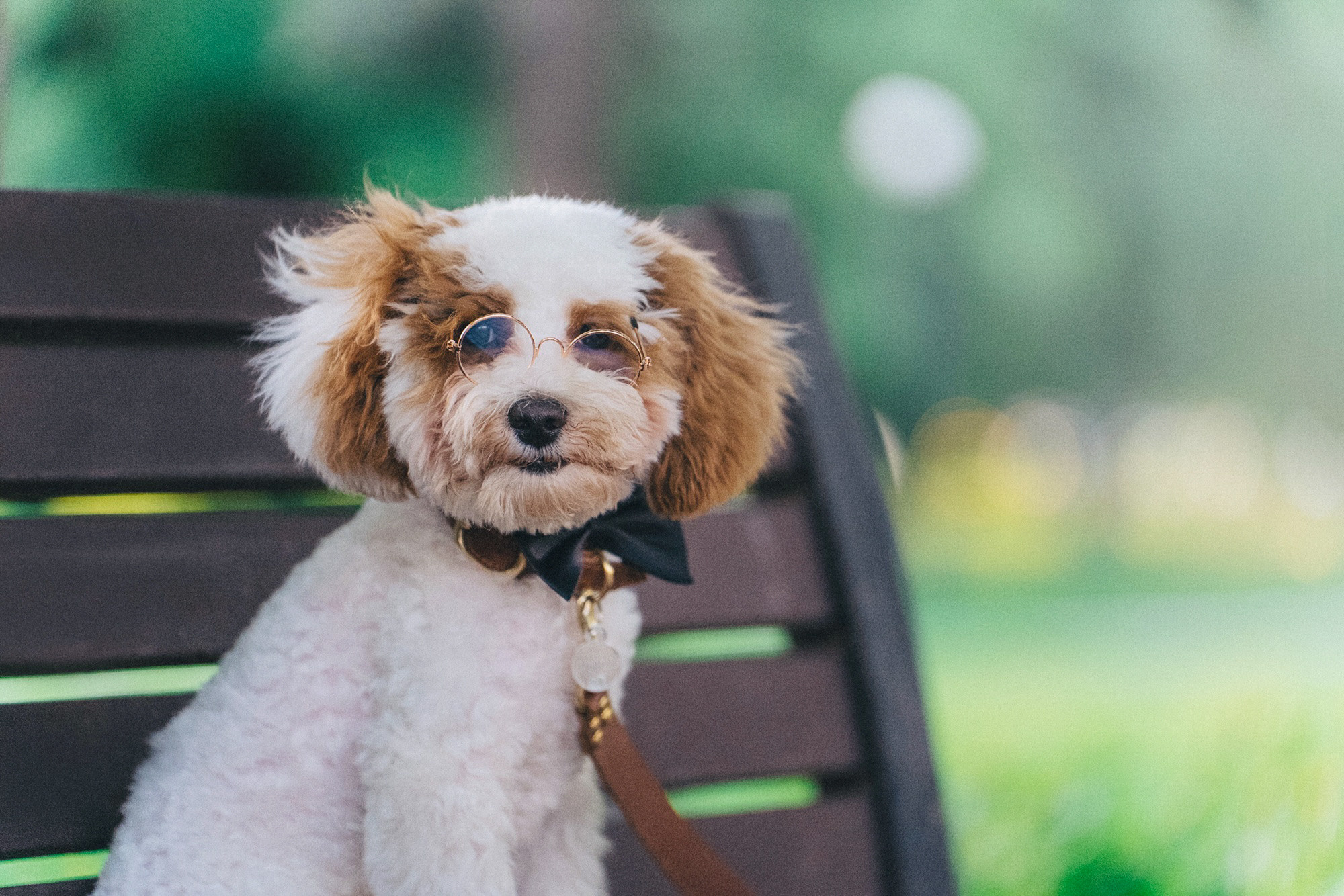 Амина, Андрей и Умка. Фотограф анималист в Москве и Санкт-Петербурге Свиридова Анна