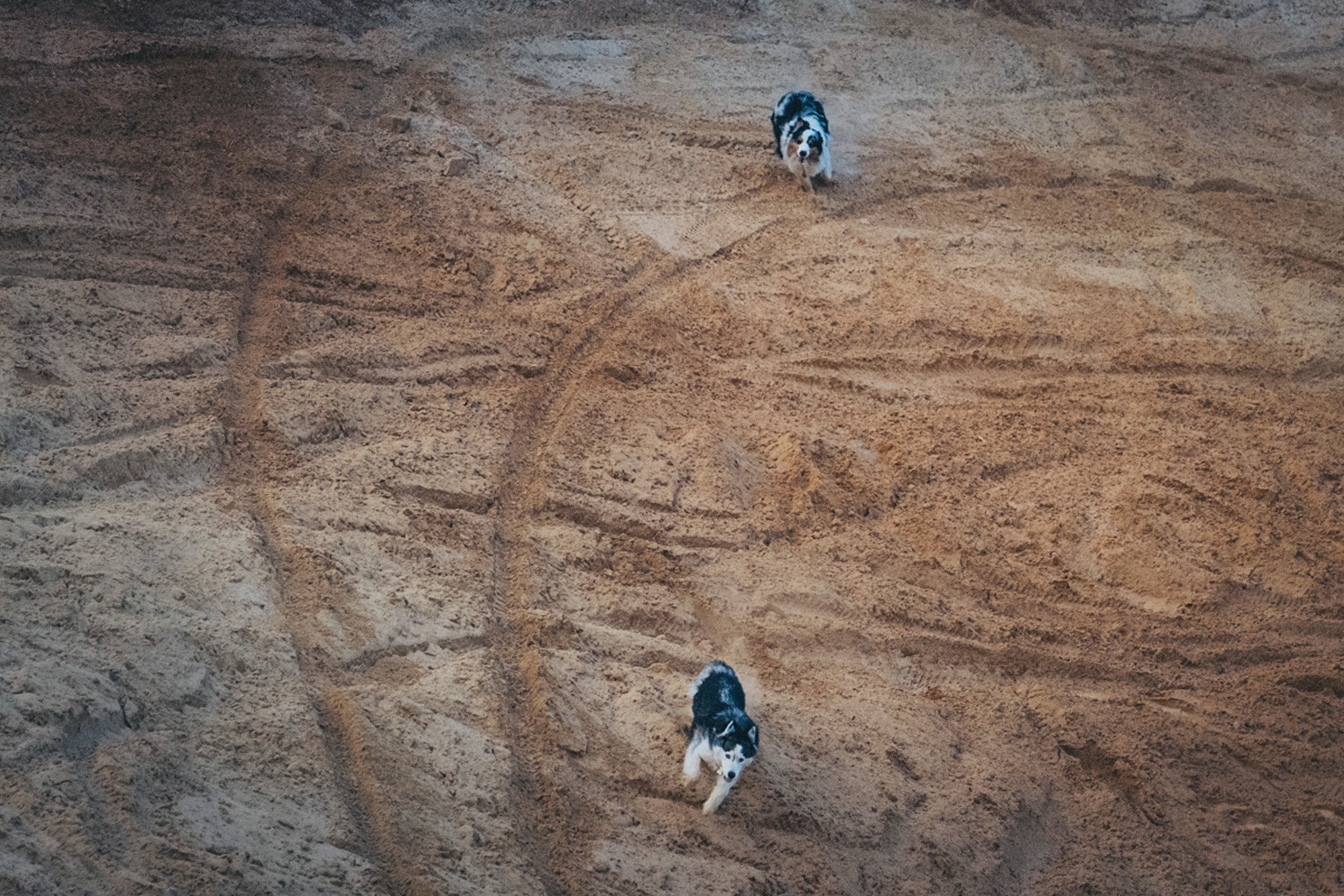 Аня, Игорь, Аусь и Хась. Фотограф анималист в Москве и Санкт-Петербурге Свиридова Анна