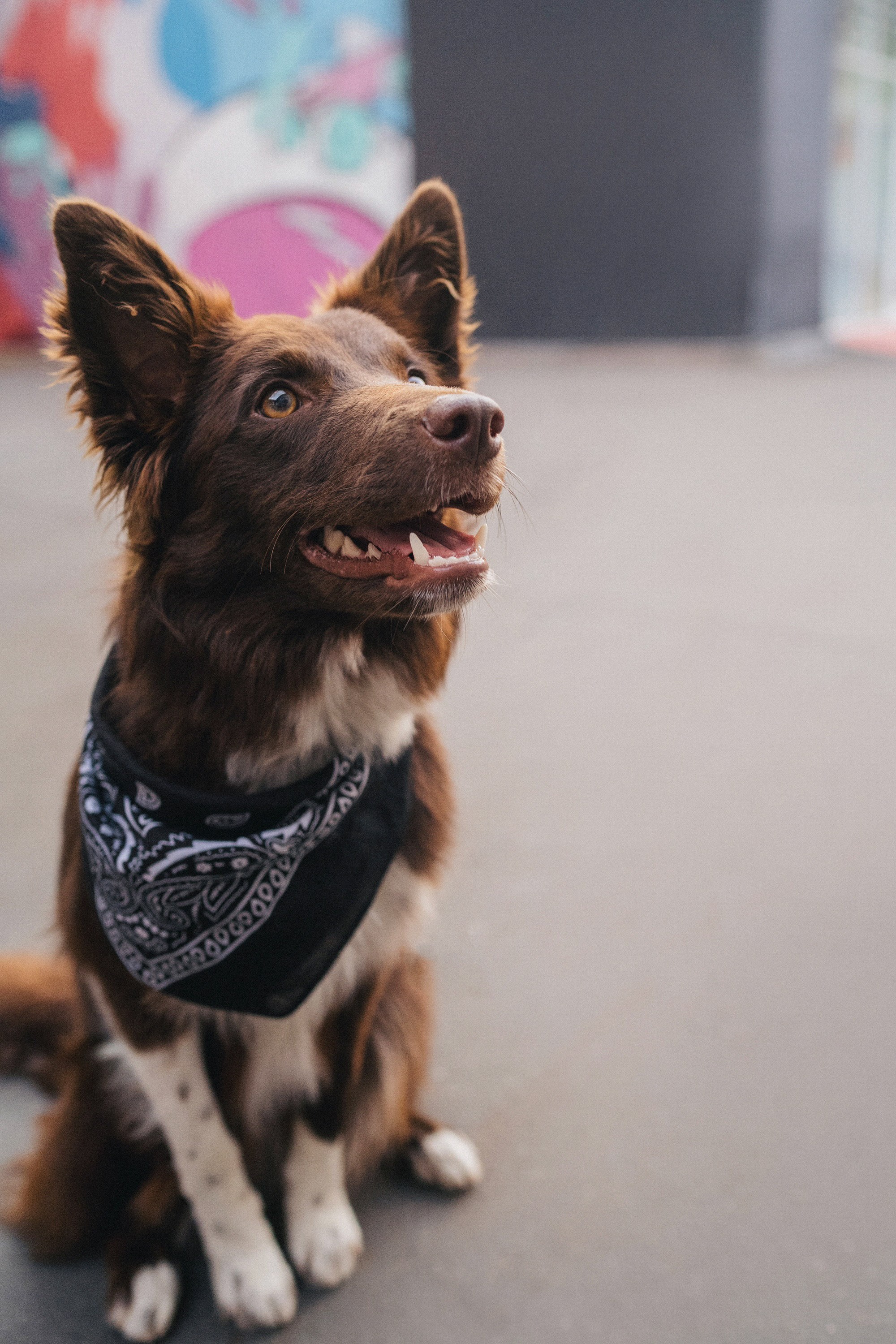Аня и Брук. Фотограф анималист в Москве и Санкт-Петербурге Свиридова Анна