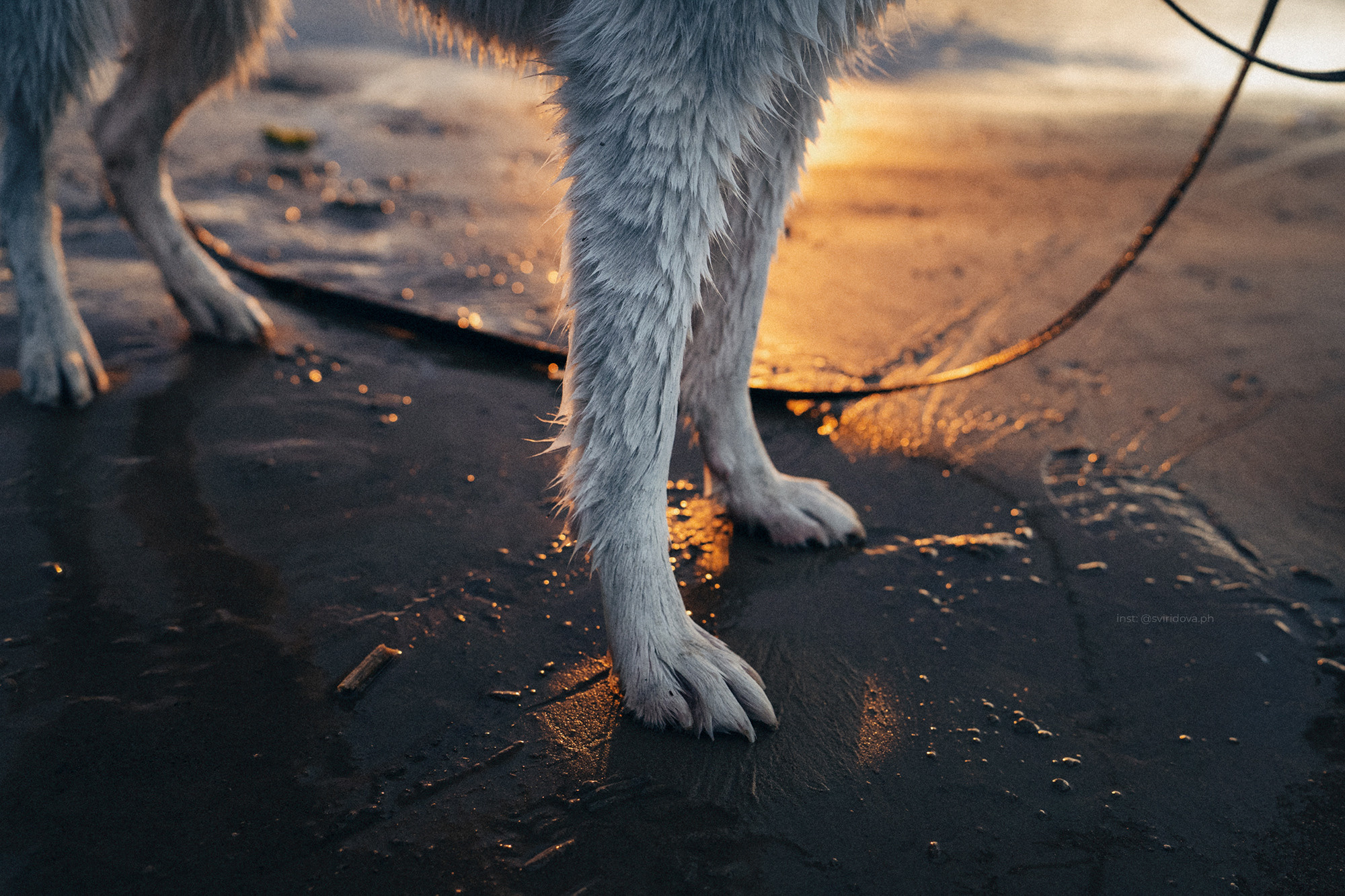 Катя, Илья, Лагерта. Фотограф анималист в Москве и Санкт-Петербурге Свиридова Анна