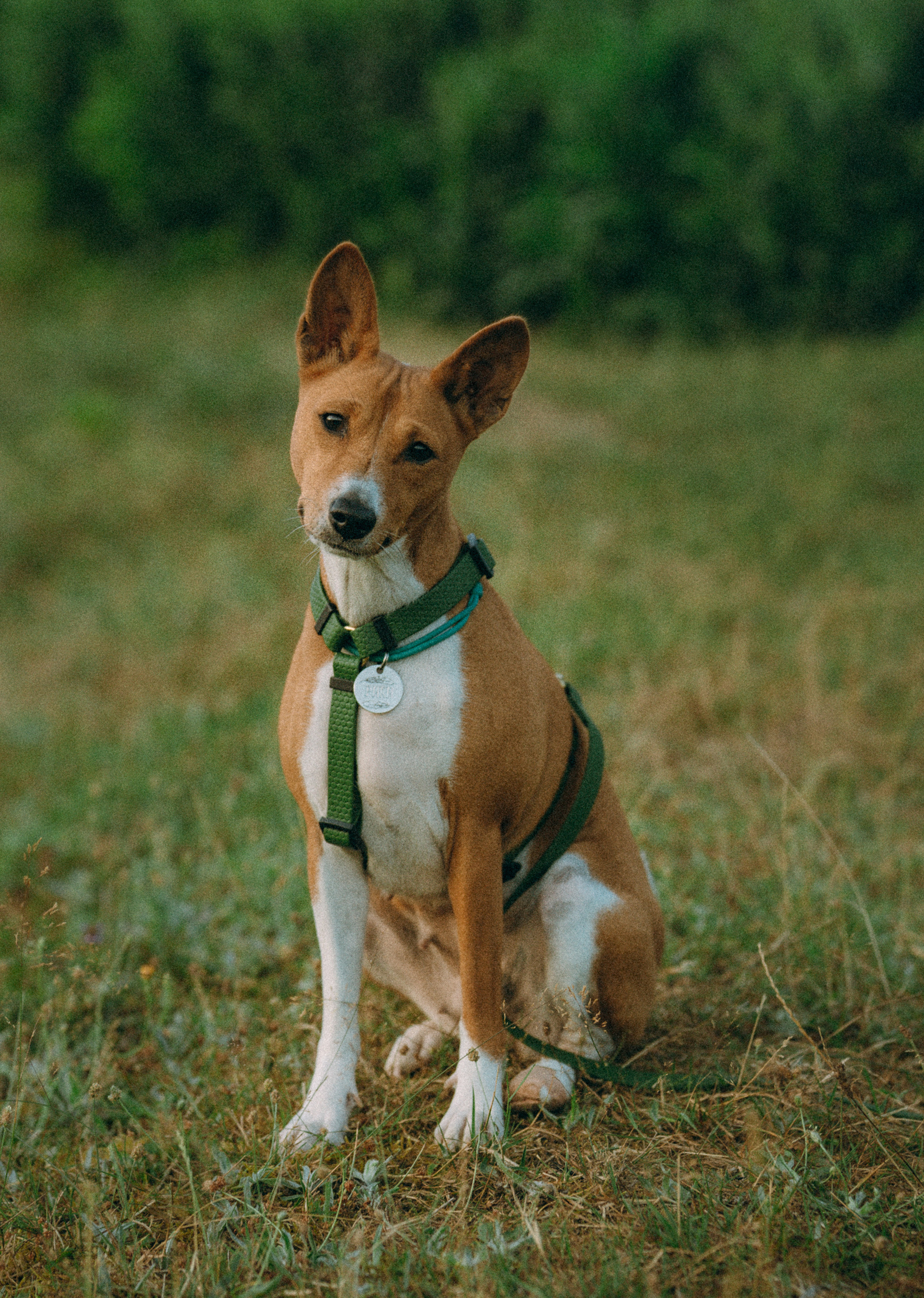 Арина и Рики. Фотограф анималист в Москве и Санкт-Петербурге Свиридова Анна