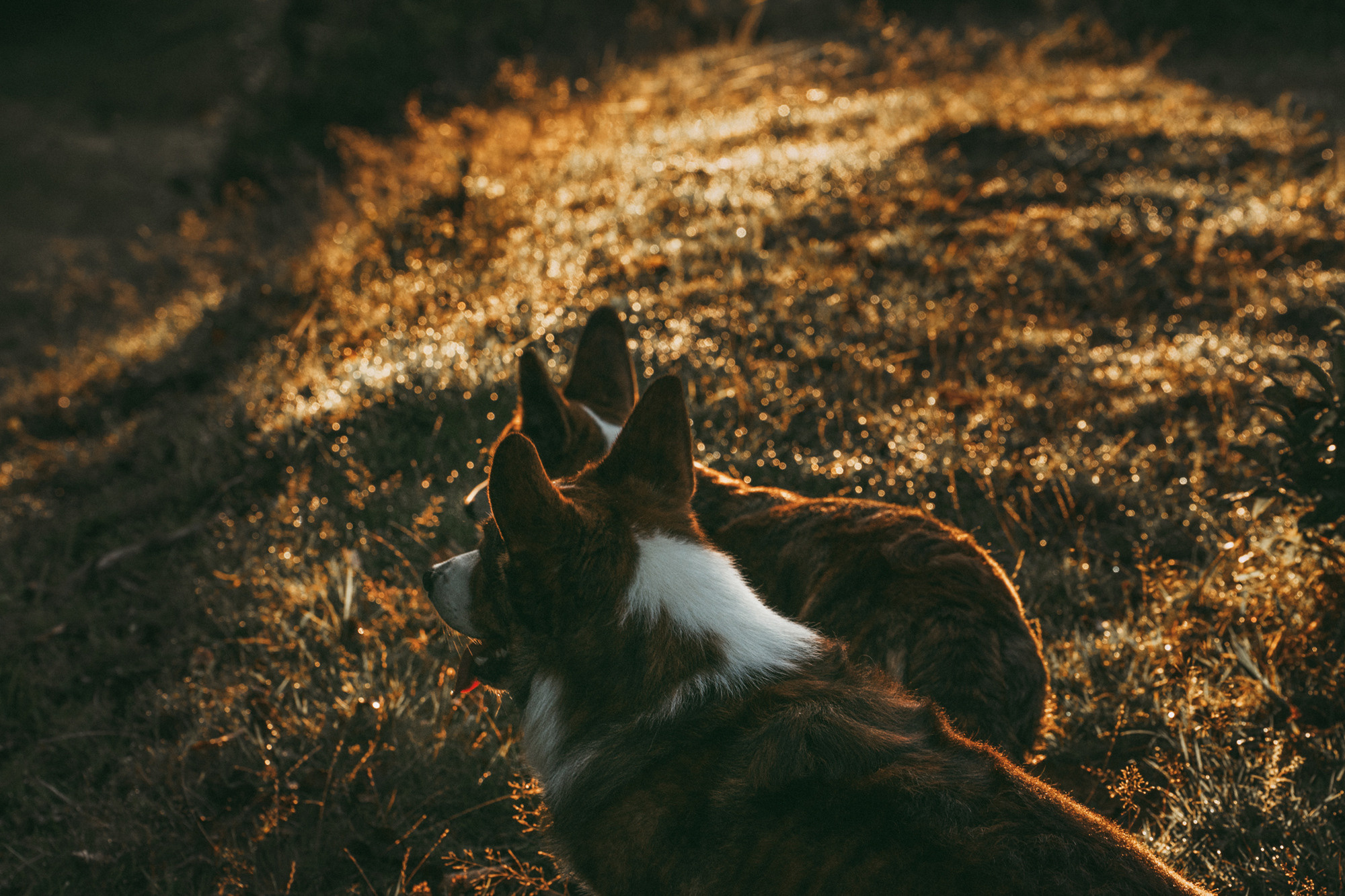 Влада и Коржики. Фотограф анималист в Москве и Санкт-Петербурге Свиридова Анна