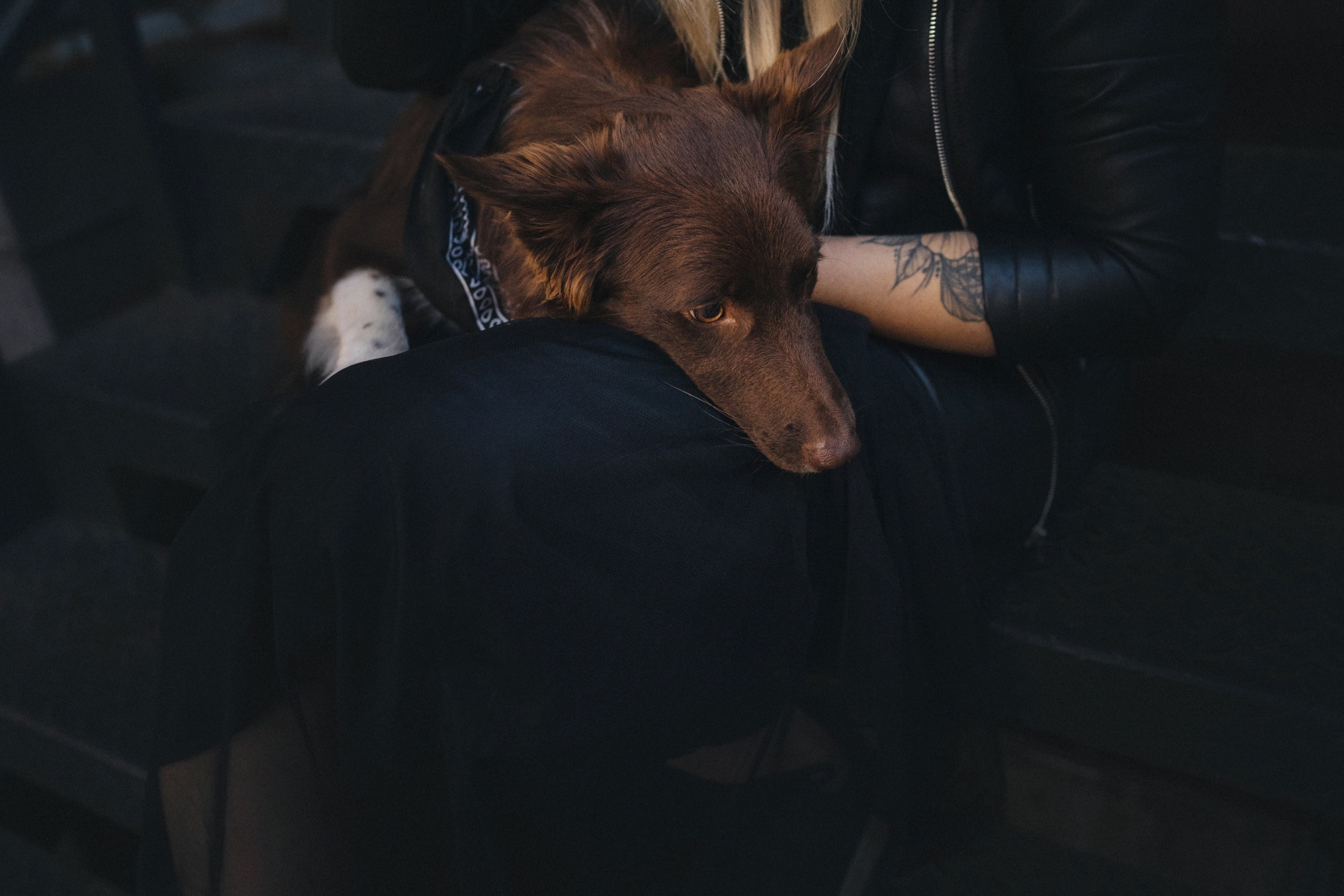 Аня и Брук. Фотограф анималист в Москве и Санкт-Петербурге Свиридова Анна