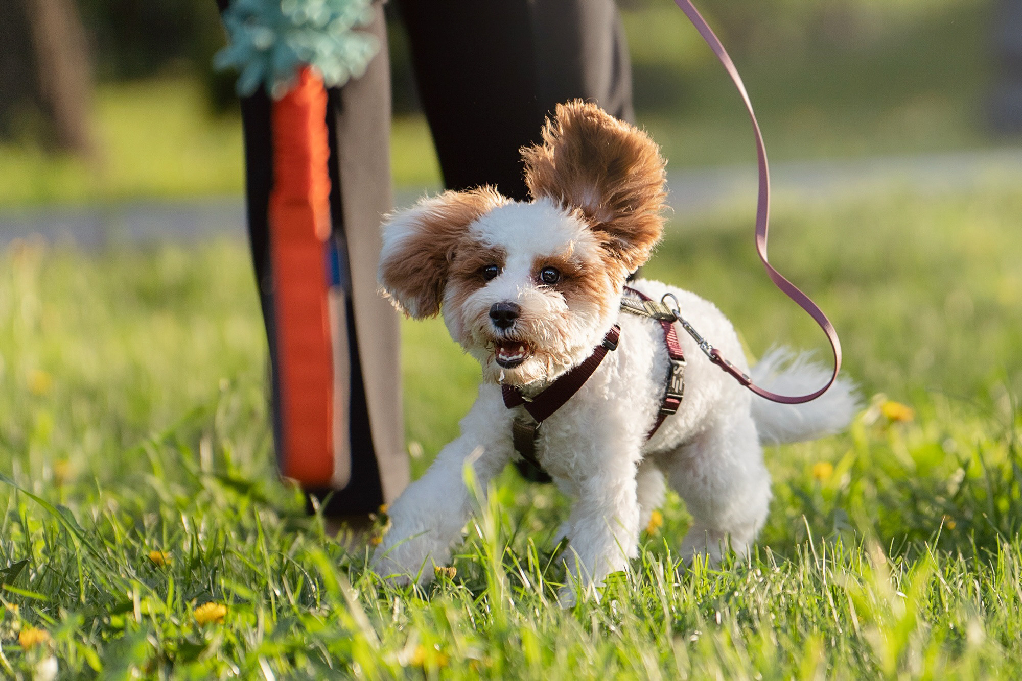 Амина, Андрей и Умка. Фотограф анималист в Москве и Санкт-Петербурге Свиридова Анна