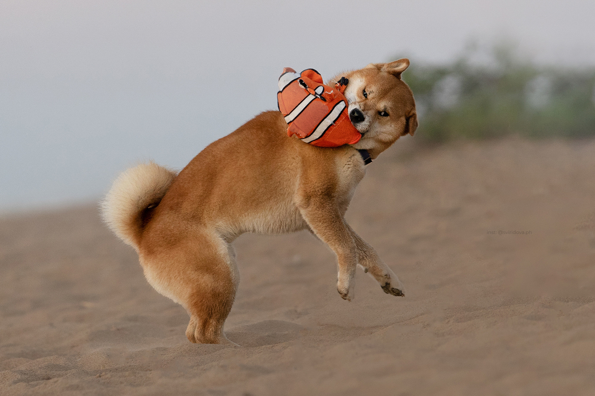 Даша, Сергей и Френки. Фотограф анималист в Москве и Санкт-Петербурге Свиридова Анна