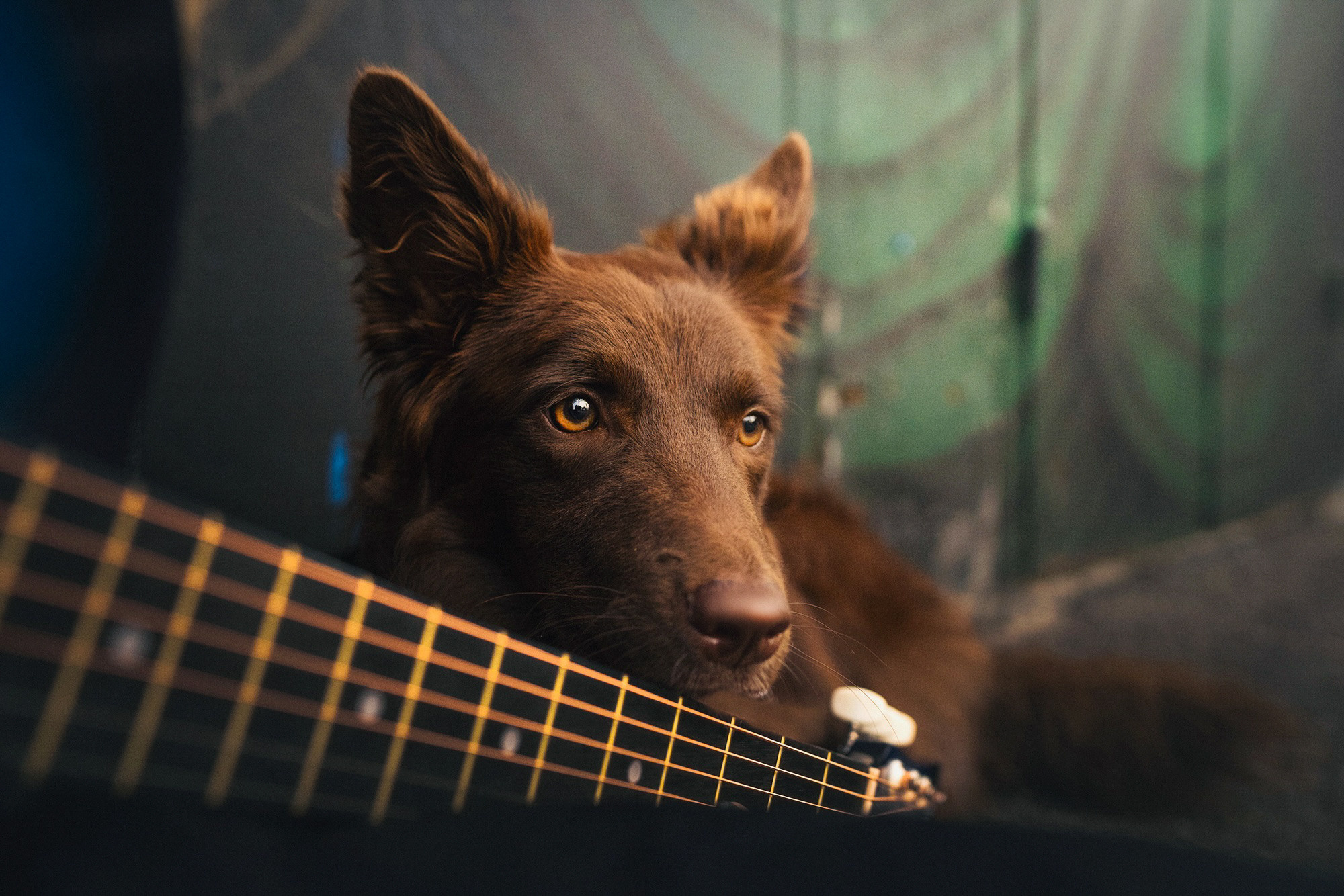 Аня и Брук. Фотограф анималист в Москве и Санкт-Петербурге Свиридова Анна