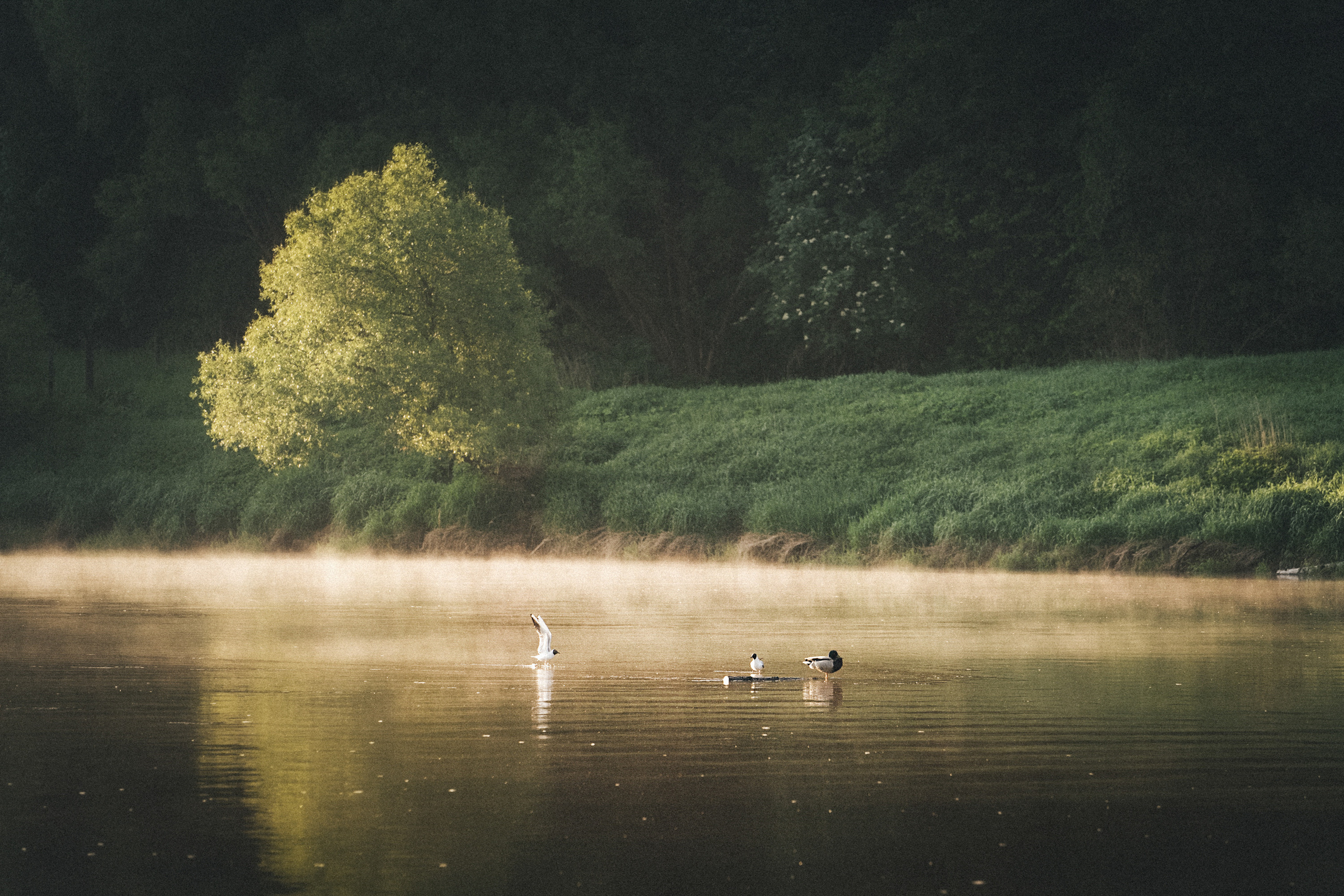 Софа, Уна и Лють. Фотограф анималист в Москве и Санкт-Петербурге Свиридова Анна