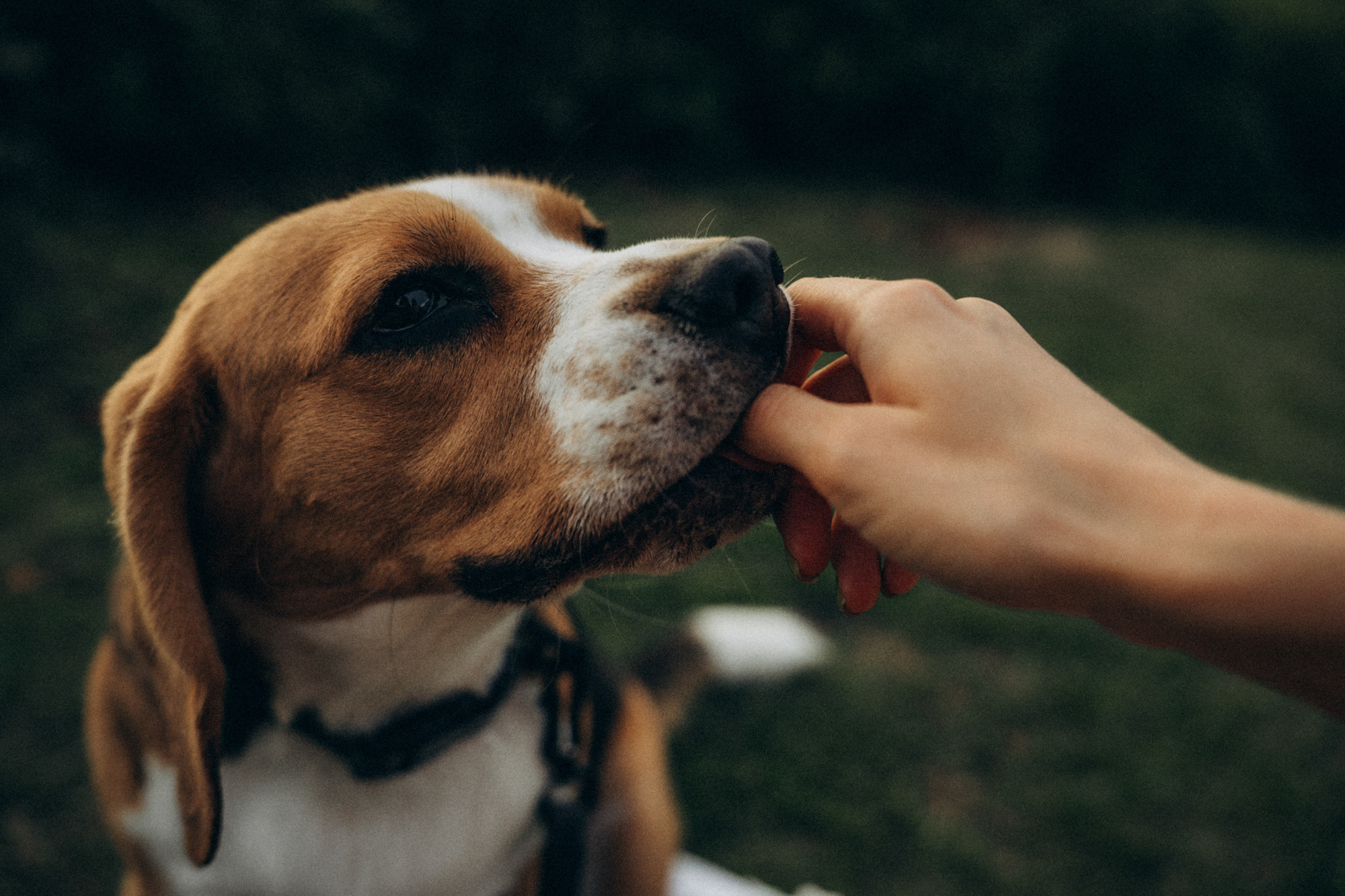 Женя и Мира. Фотограф анималист в Москве и Санкт-Петербурге Свиридова Анна