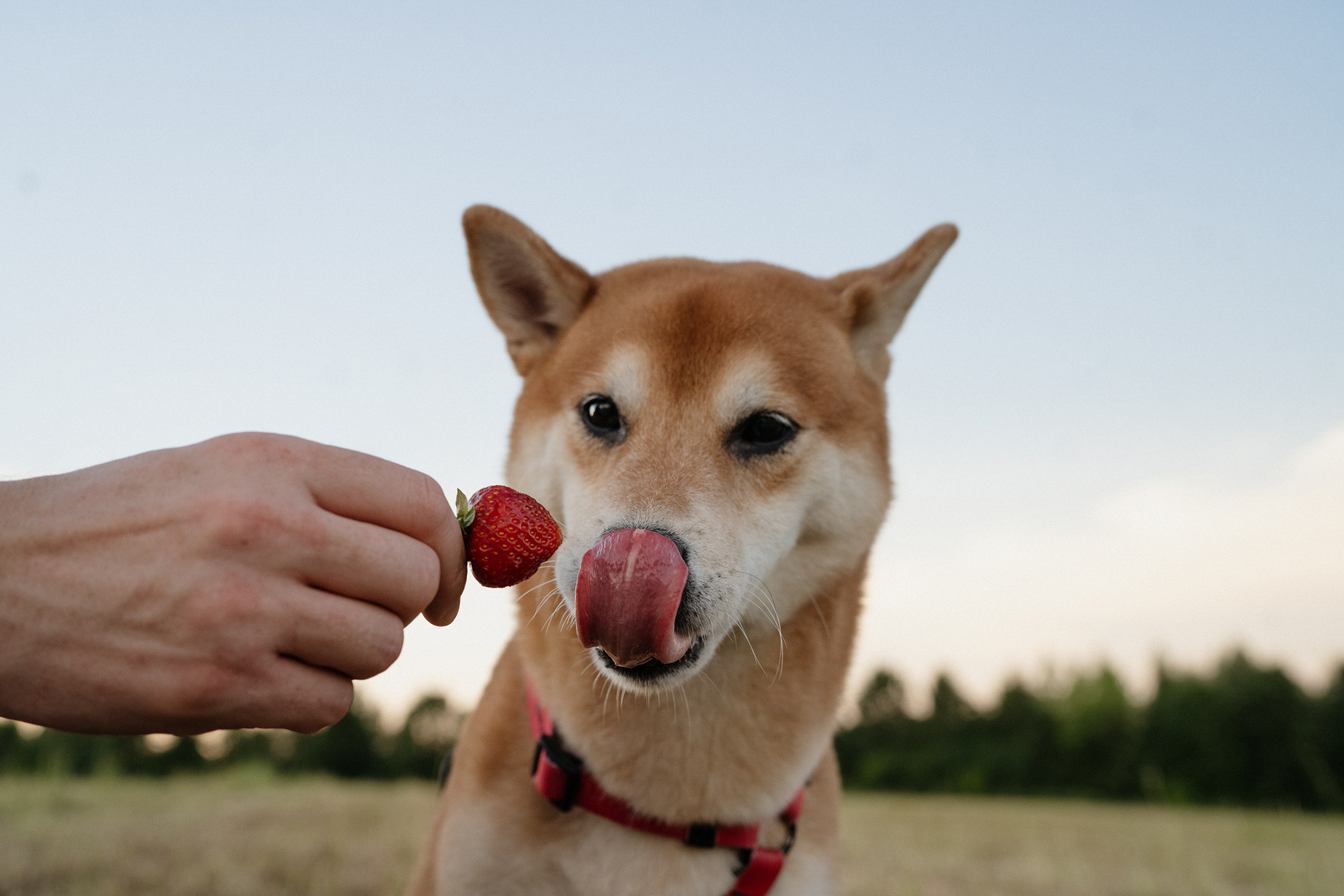 Катя, Вася, Роки и Бэлла. Фотограф анималист в Москве и Санкт-Петербурге Свиридова Анна