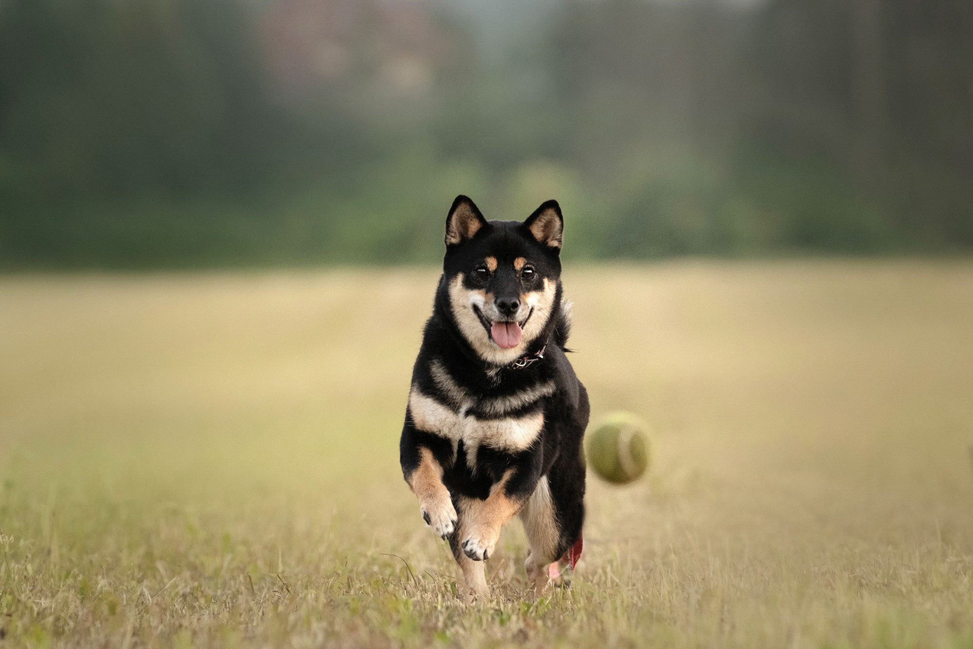 Катя, Вася, Роки и Бэлла. Фотограф анималист в Москве и Санкт-Петербурге Свиридова Анна