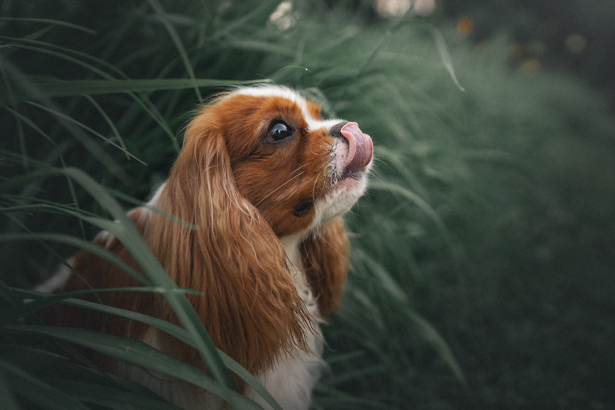 Таня и Лео. Фотограф анималист в Москве и Санкт-Петербурге Свиридова Анна