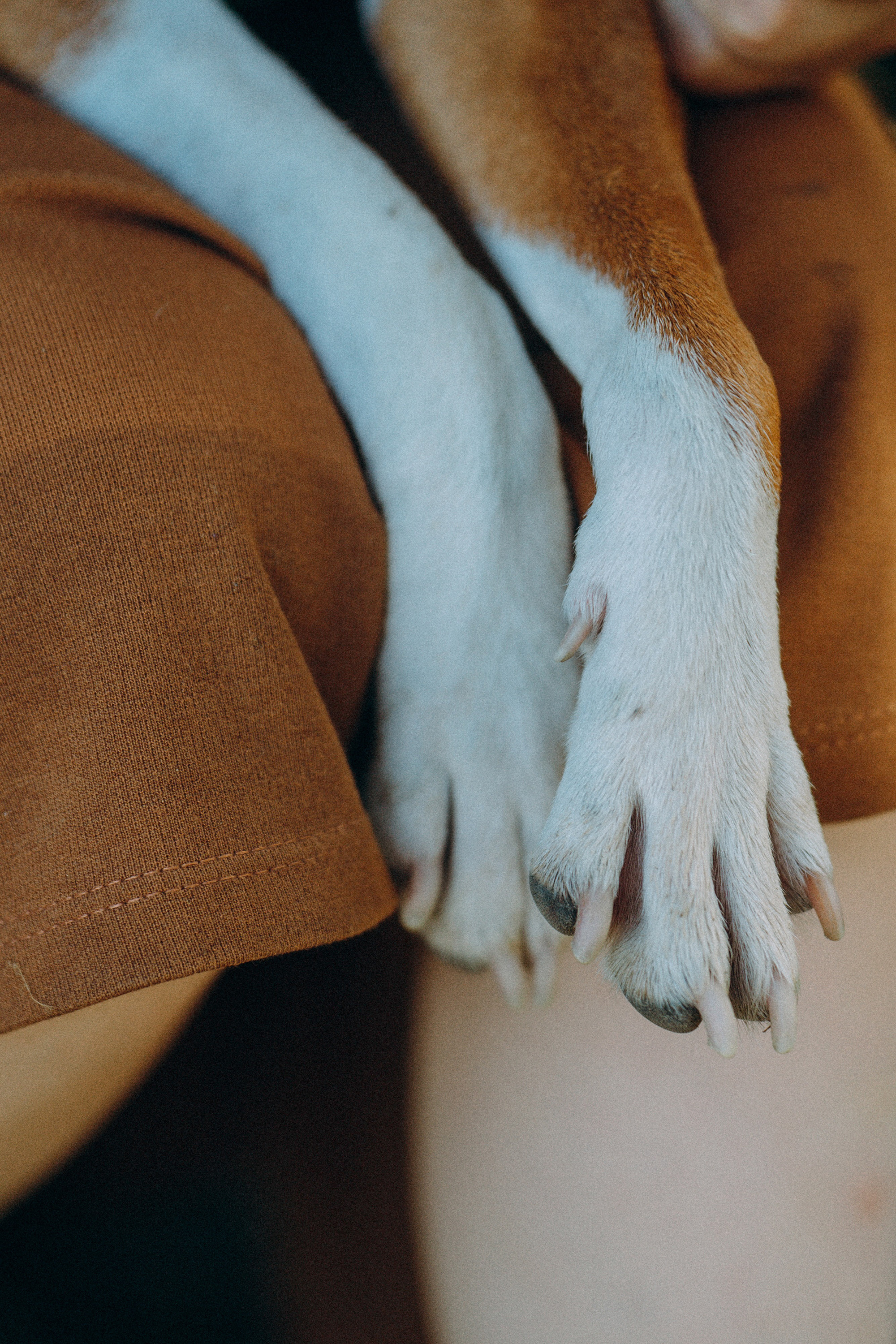 Арина и Рики. Фотограф анималист в Москве и Санкт-Петербурге Свиридова Анна