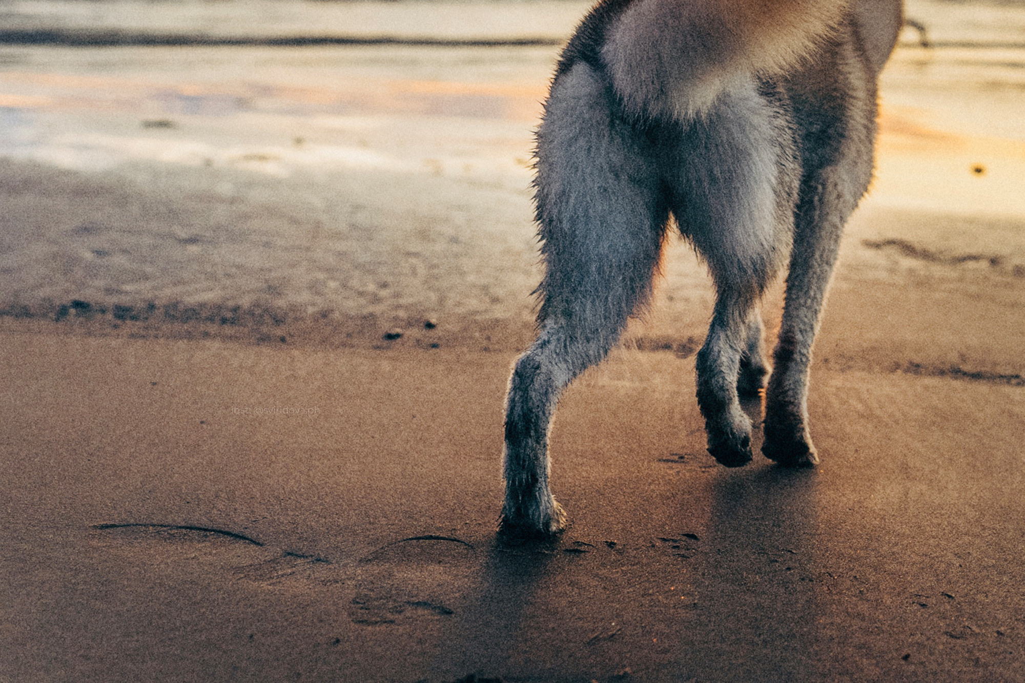 Катя, Илья, Лагерта. Фотограф анималист в Москве и Санкт-Петербурге Свиридова Анна