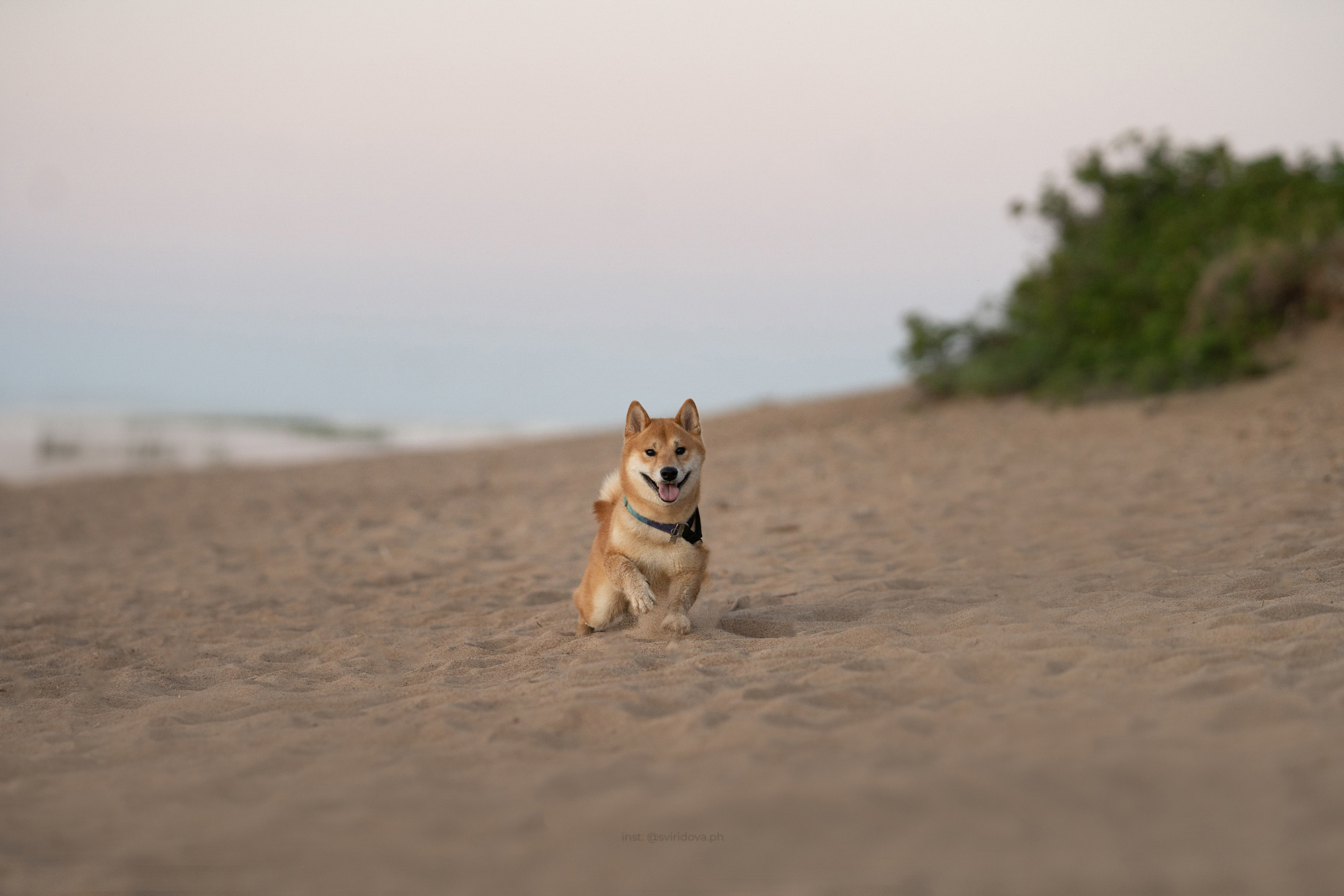 Даша, Сергей и Френки. Фотограф анималист в Москве и Санкт-Петербурге Свиридова Анна
