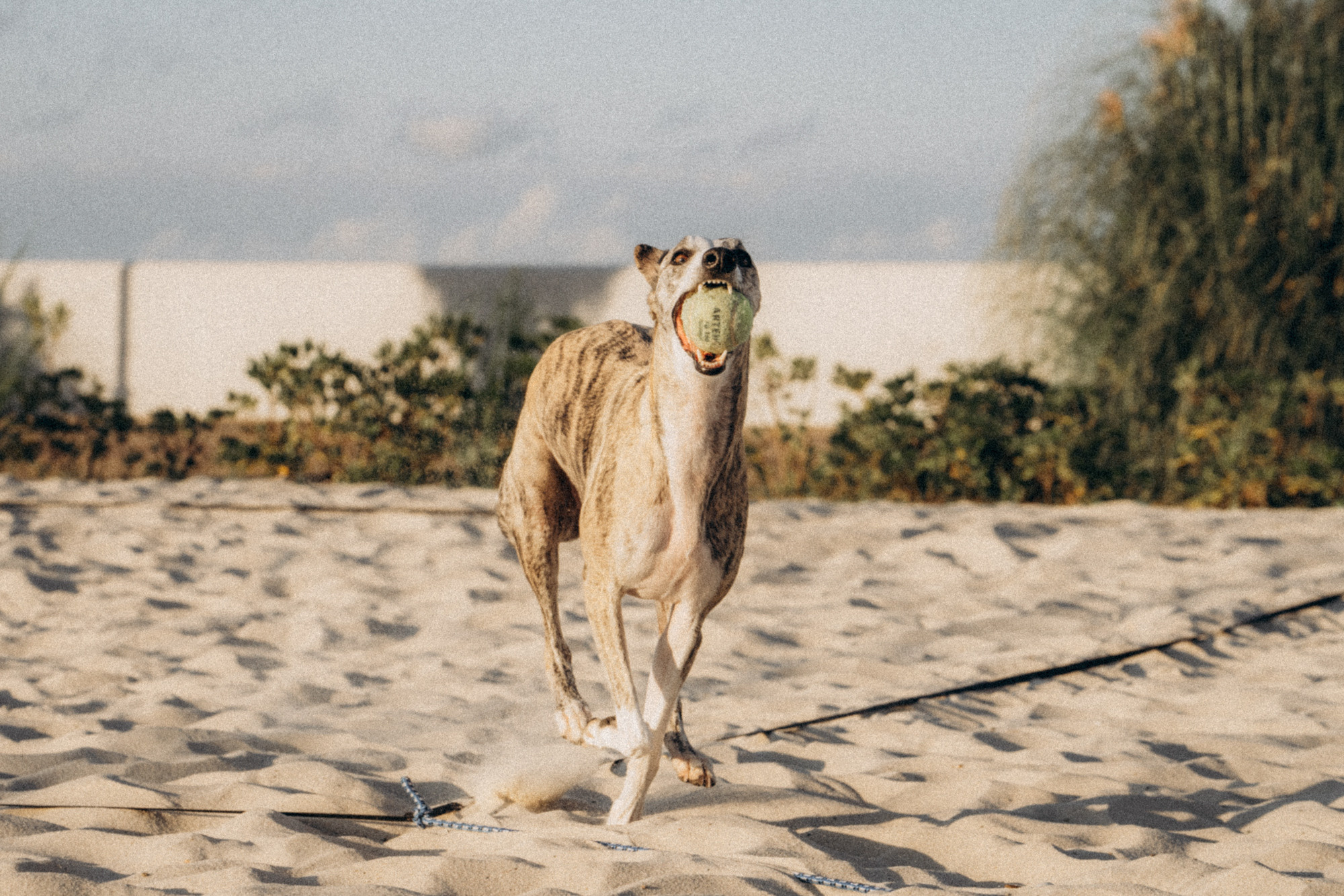 Аня и Джованни. Фотограф анималист в Москве и Санкт-Петербурге Свиридова Анна