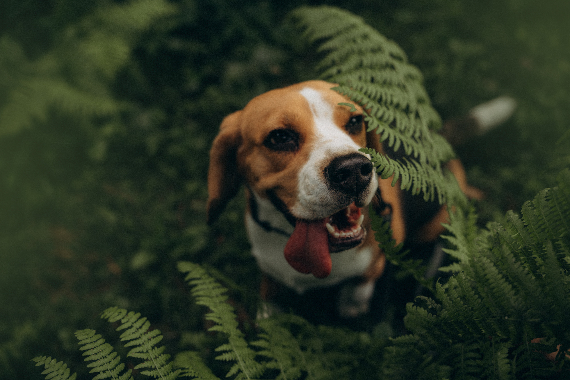 Женя и Мира. Фотограф анималист в Москве и Санкт-Петербурге Свиридова Анна