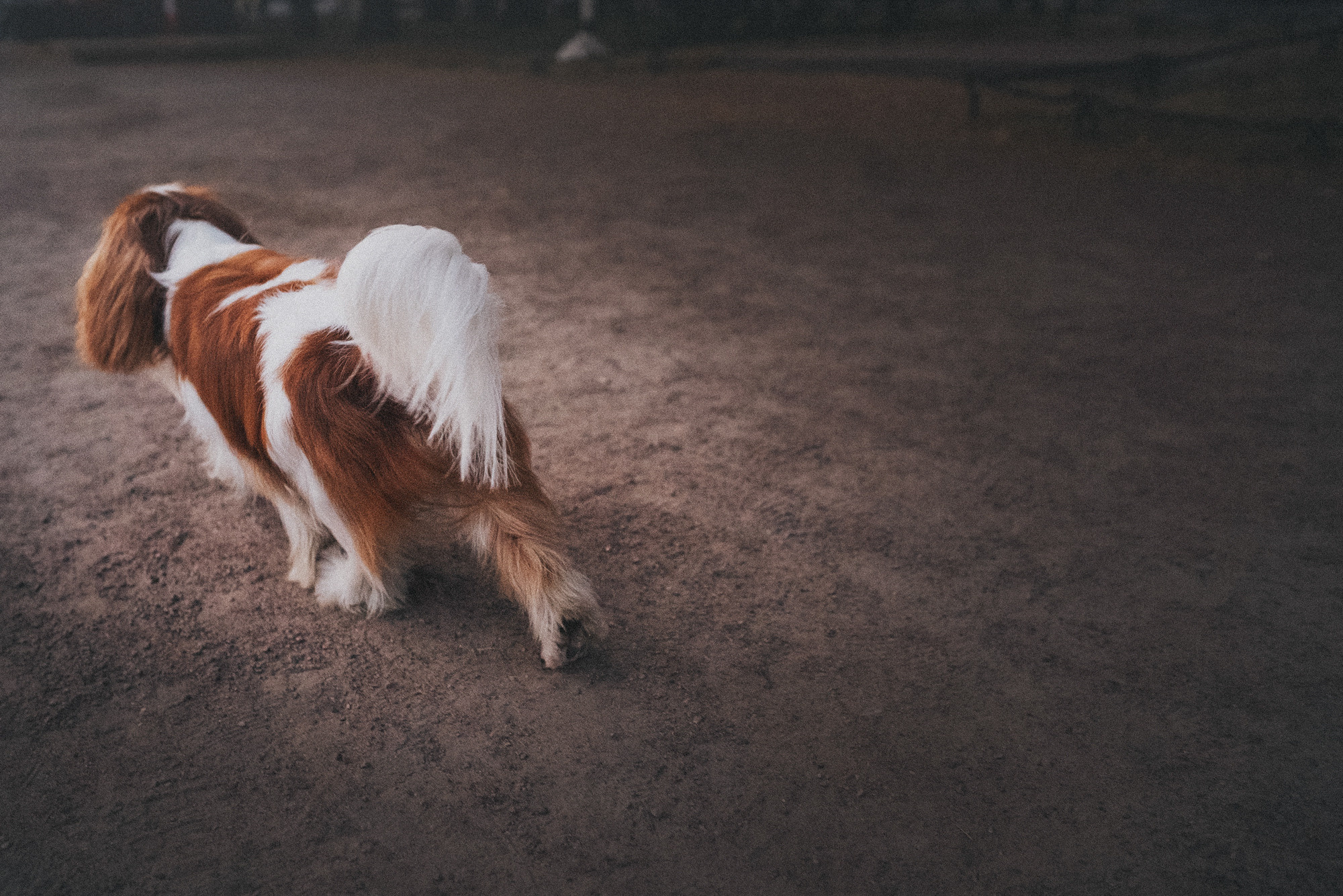 Таня и Лео. Фотограф анималист в Москве и Санкт-Петербурге Свиридова Анна