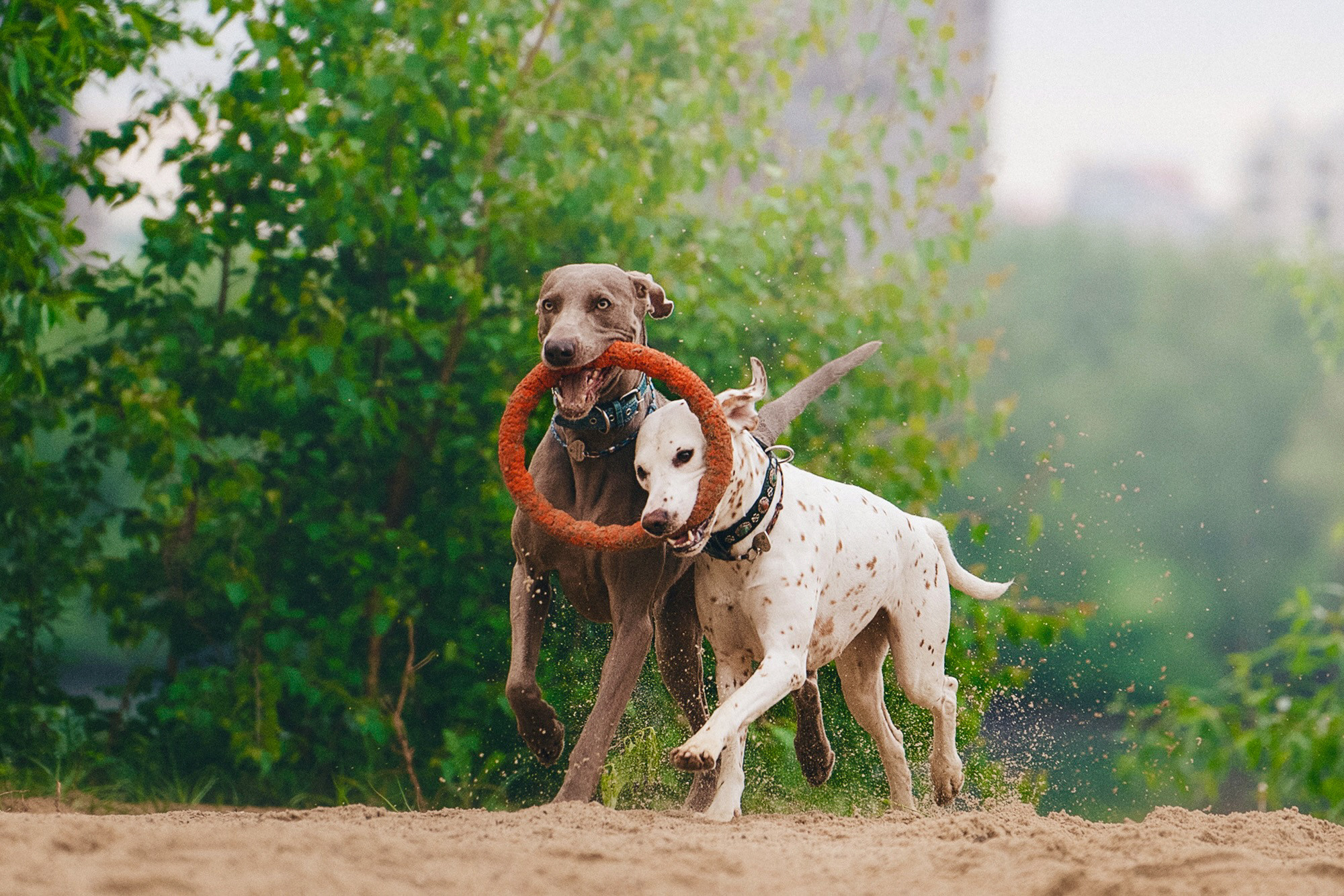 Полина, Борис, Луна и Эль. Фотограф анималист в Москве и Санкт-Петербурге Свиридова Анна