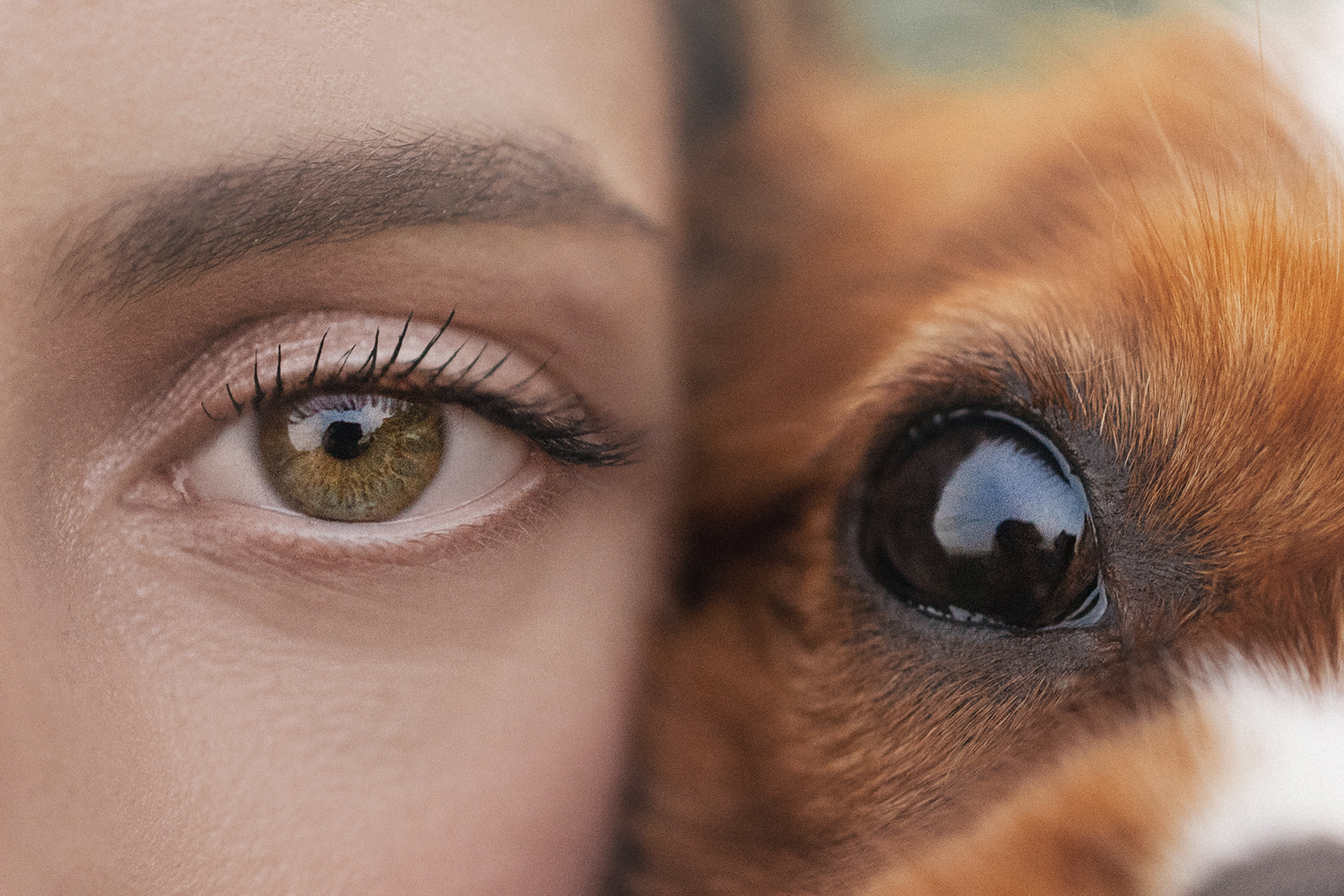 Таня и Лео. Фотограф анималист в Москве и Санкт-Петербурге Свиридова Анна