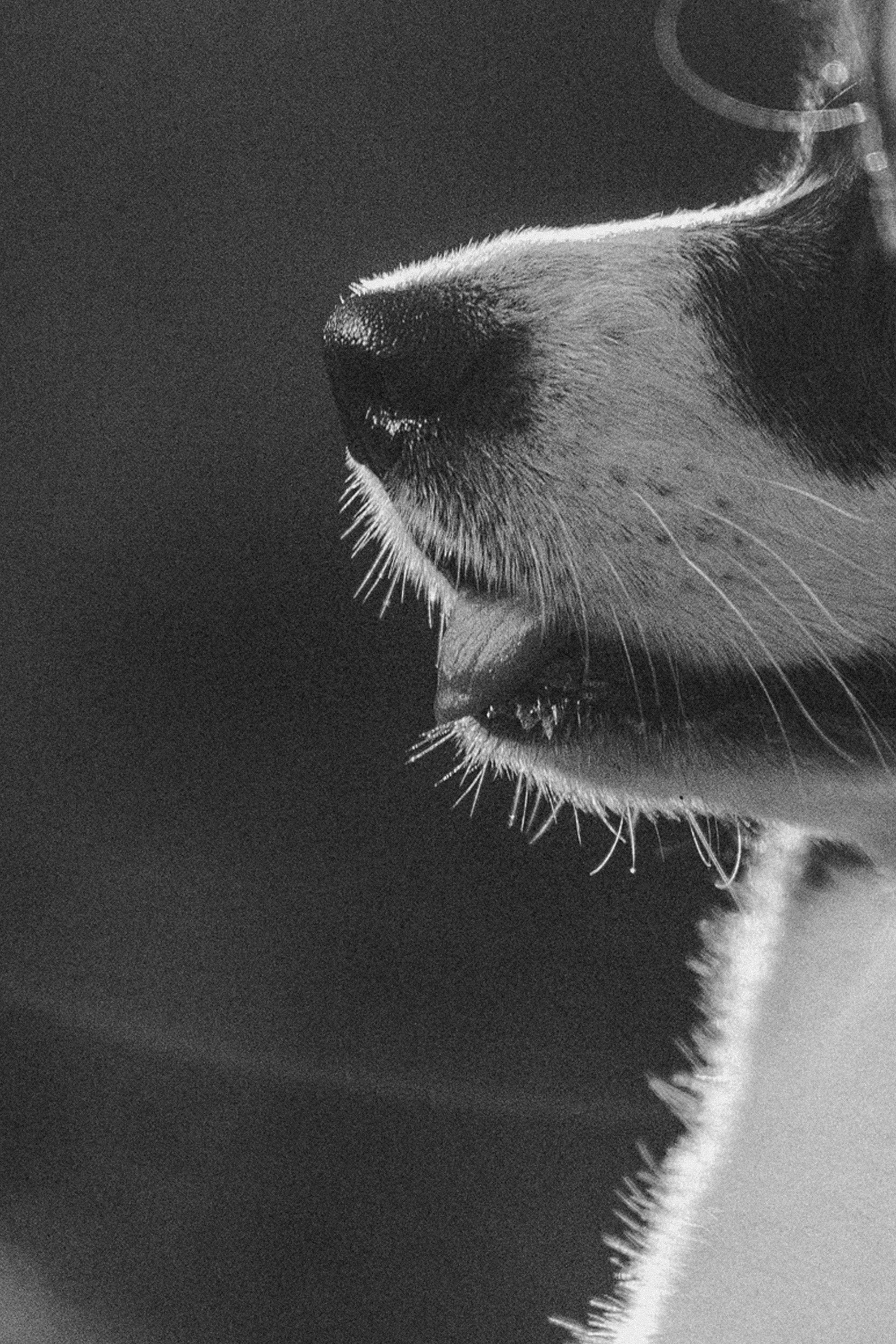 Влада и Коржики. Фотограф анималист в Москве и Санкт-Петербурге Свиридова Анна