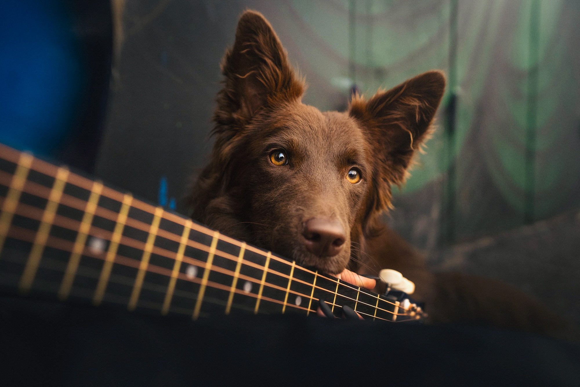 Аня и Брук. Фотограф анималист в Москве и Санкт-Петербурге Свиридова Анна