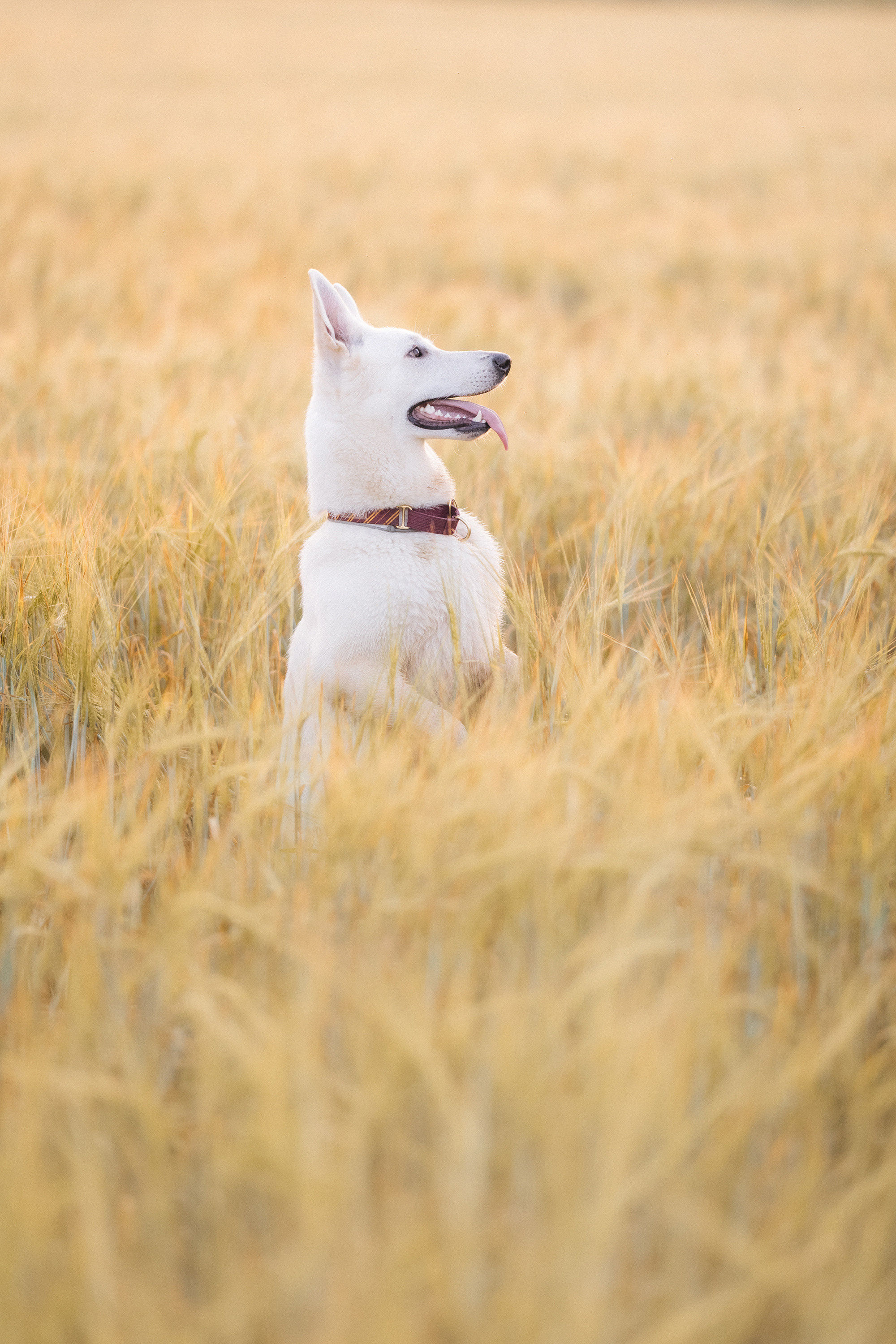 Лиза и Юста. Фотограф анималист в Москве и Санкт-Петербурге Свиридова Анна