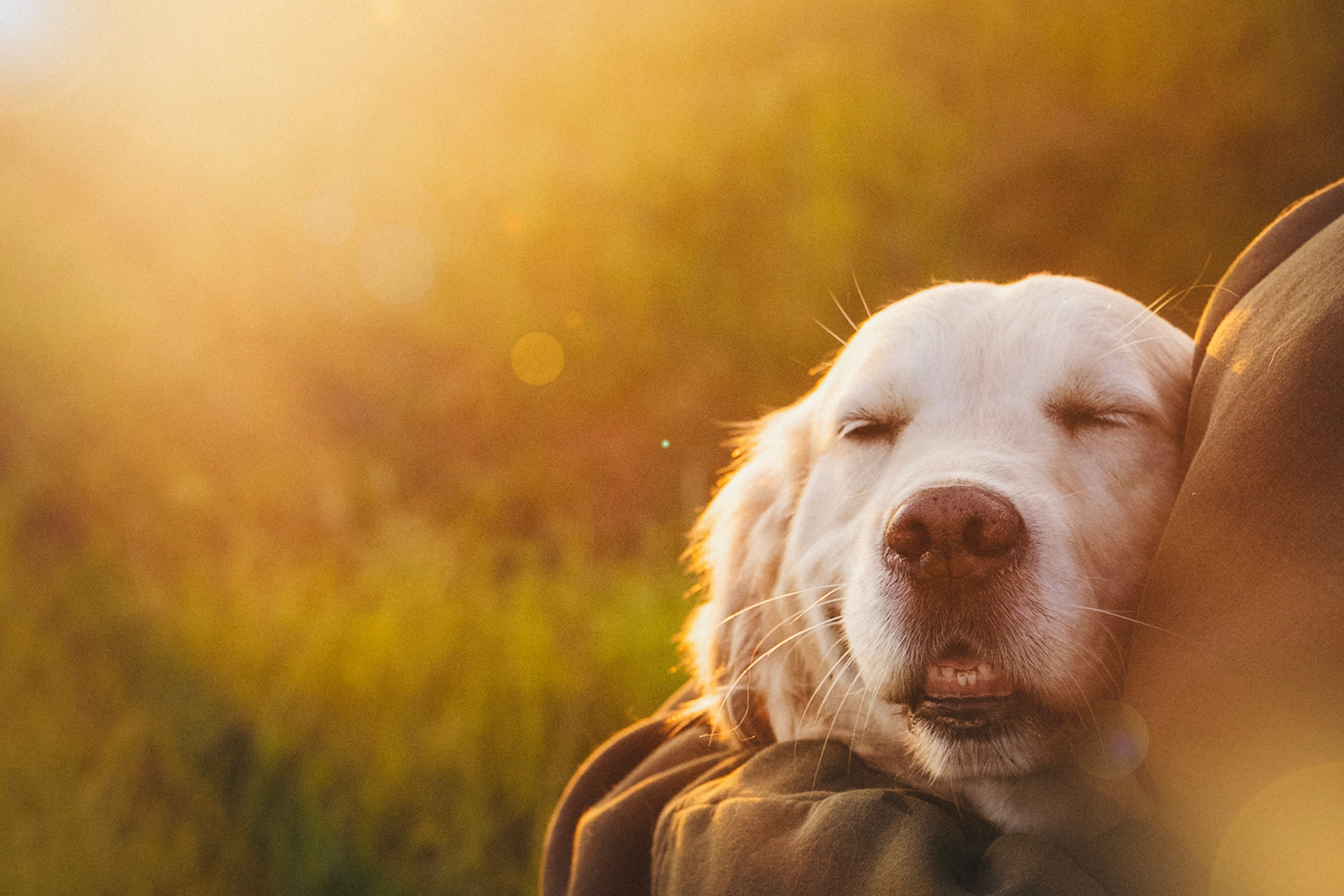 Настя и Арчи. Фотограф анималист в Москве и Санкт-Петербурге Свиридова Анна