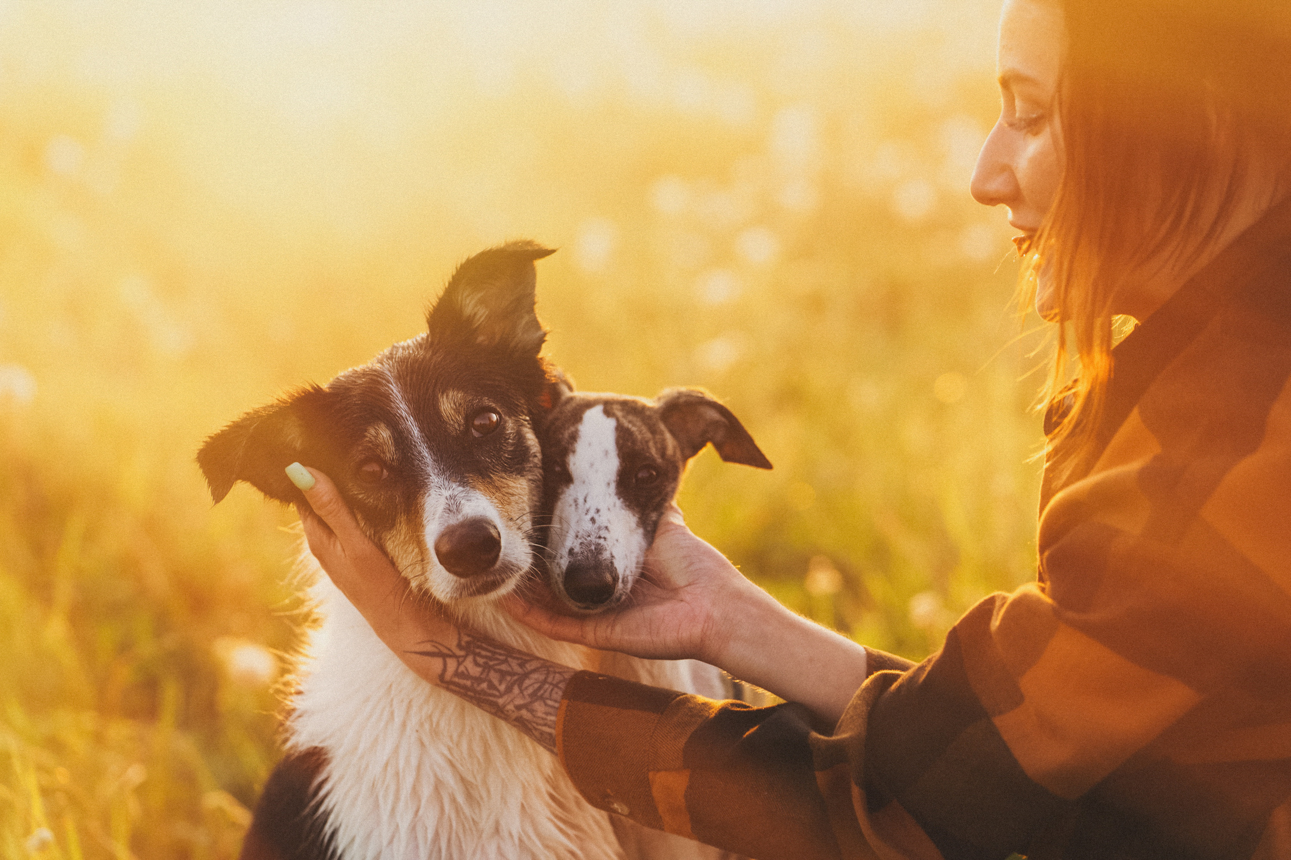Софа, Уна и Лють. Фотограф анималист в Москве и Санкт-Петербурге Свиридова Анна