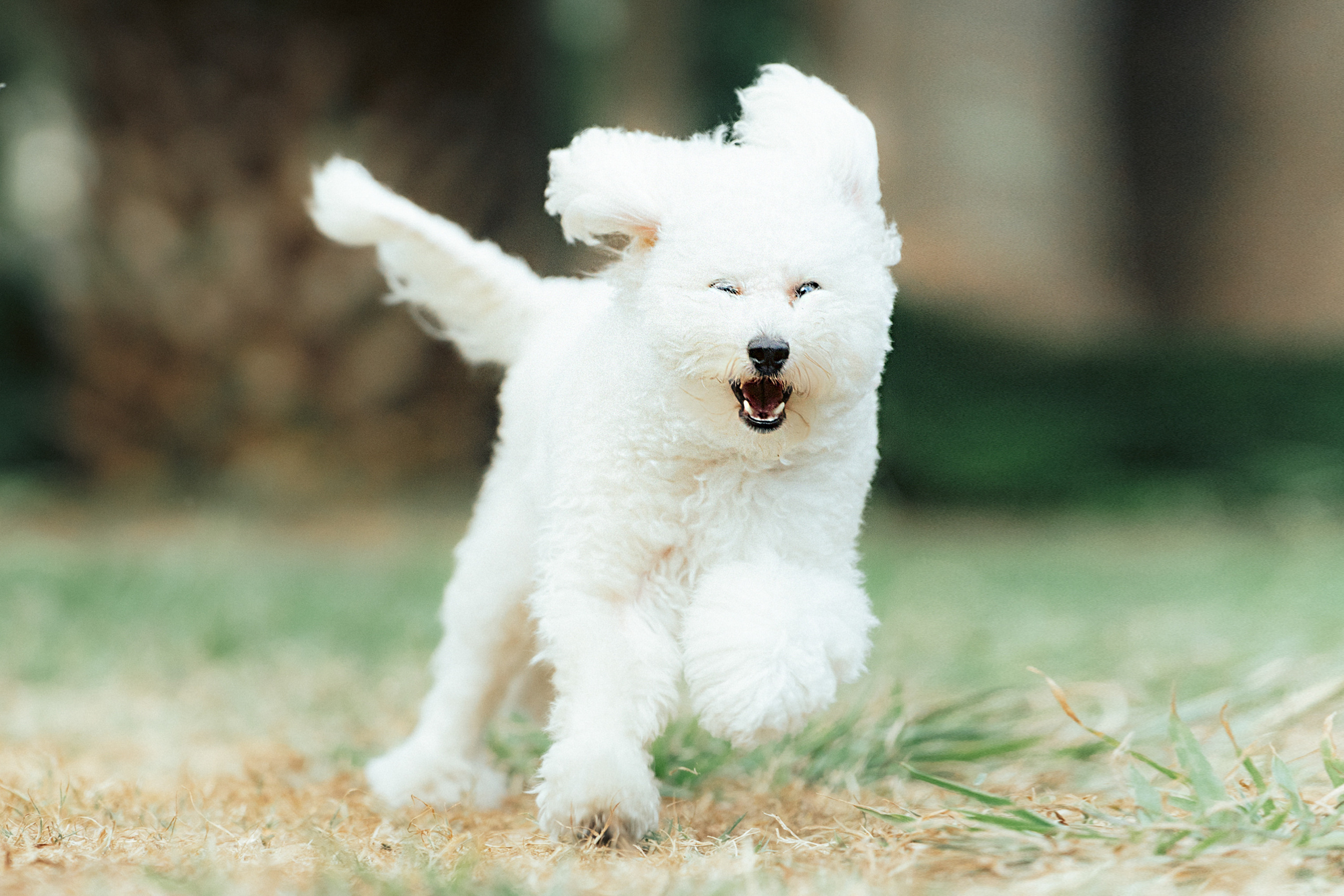 Ангелина и Варежка. Фотограф анималист в Москве и Санкт-Петербурге Свиридова Анна