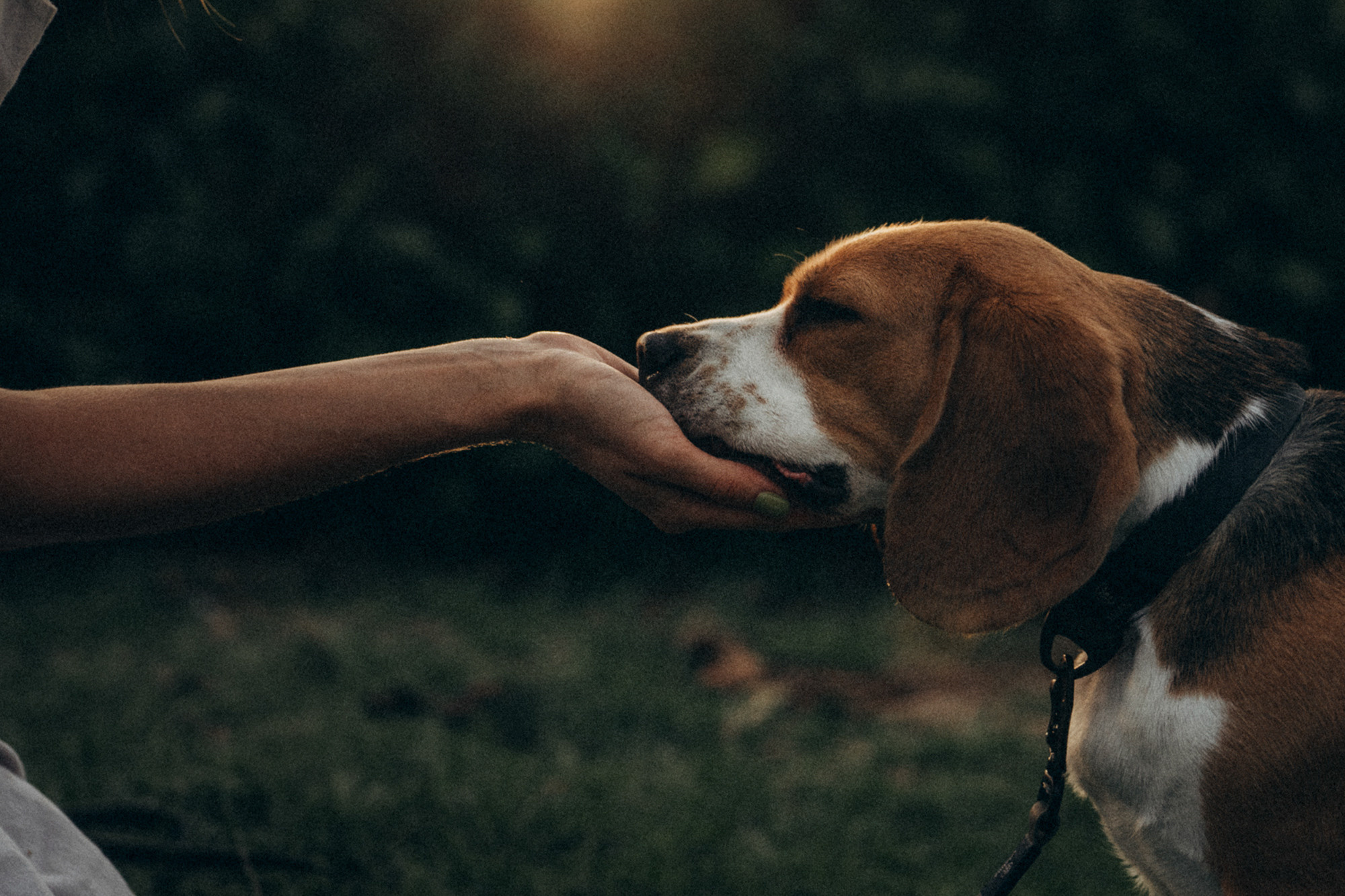 Женя и Мира. Фотограф анималист в Москве и Санкт-Петербурге Свиридова Анна