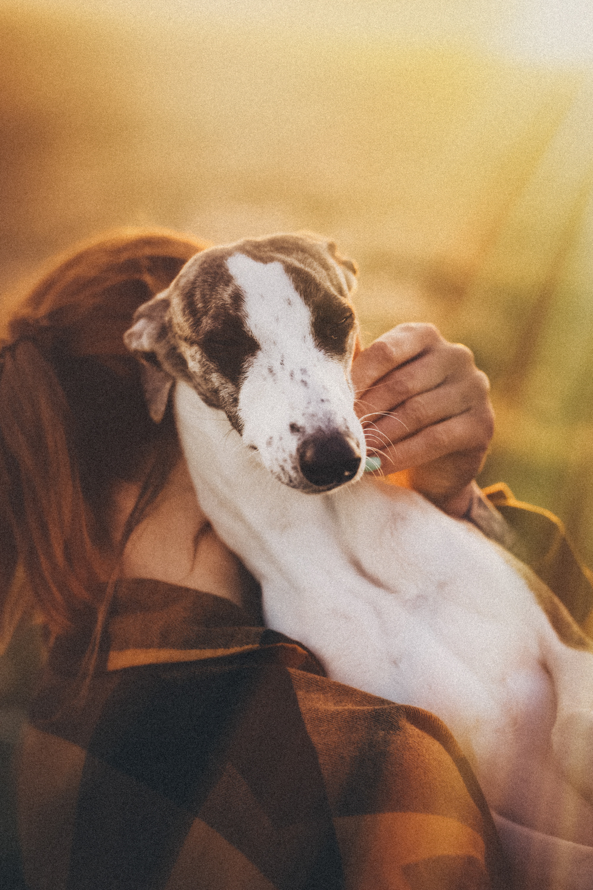 Софа, Уна и Лють. Фотограф анималист в Москве и Санкт-Петербурге Свиридова Анна