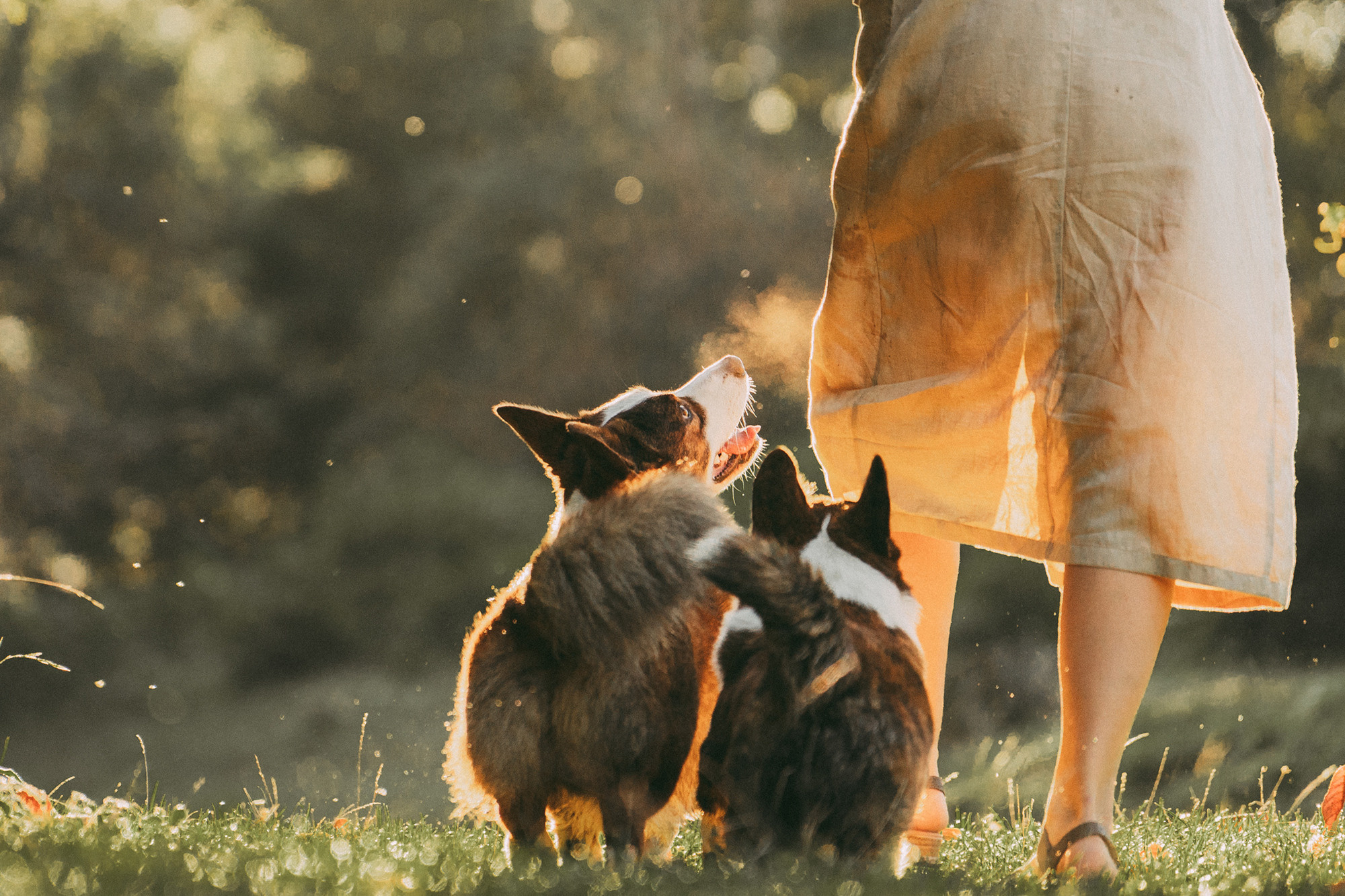 Влада и Коржики. Фотограф анималист в Москве и Санкт-Петербурге Свиридова Анна