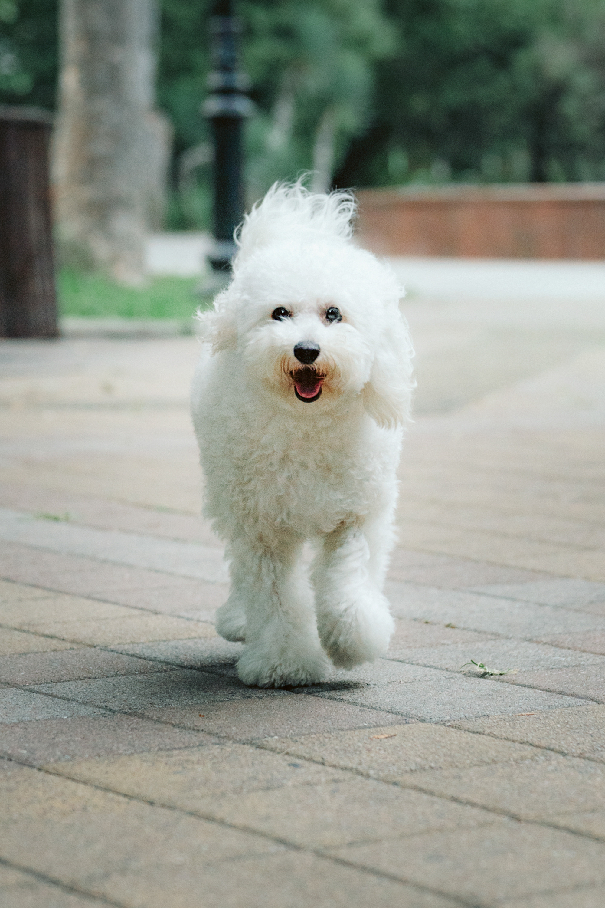 Ангелина и Варежка. Фотограф анималист в Москве и Санкт-Петербурге Свиридова Анна