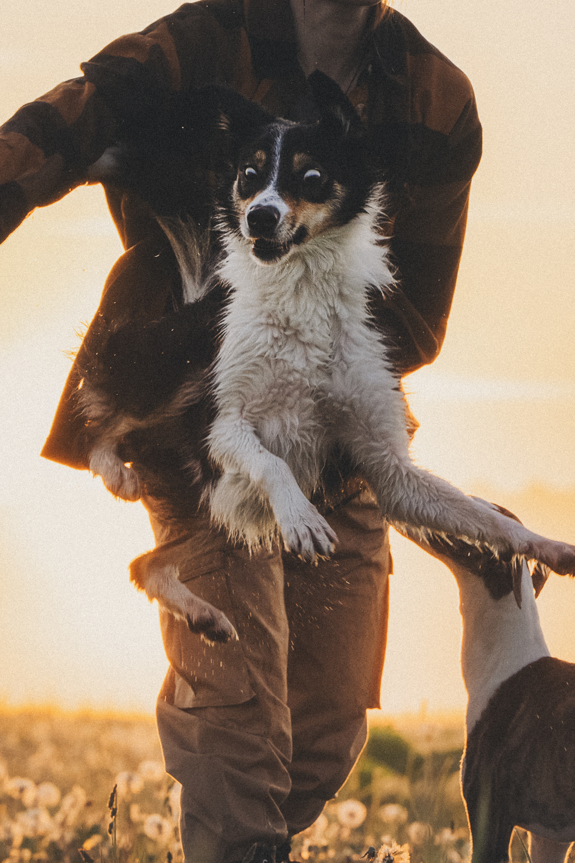 Софа, Уна и Лють. Фотограф анималист в Москве и Санкт-Петербурге Свиридова Анна