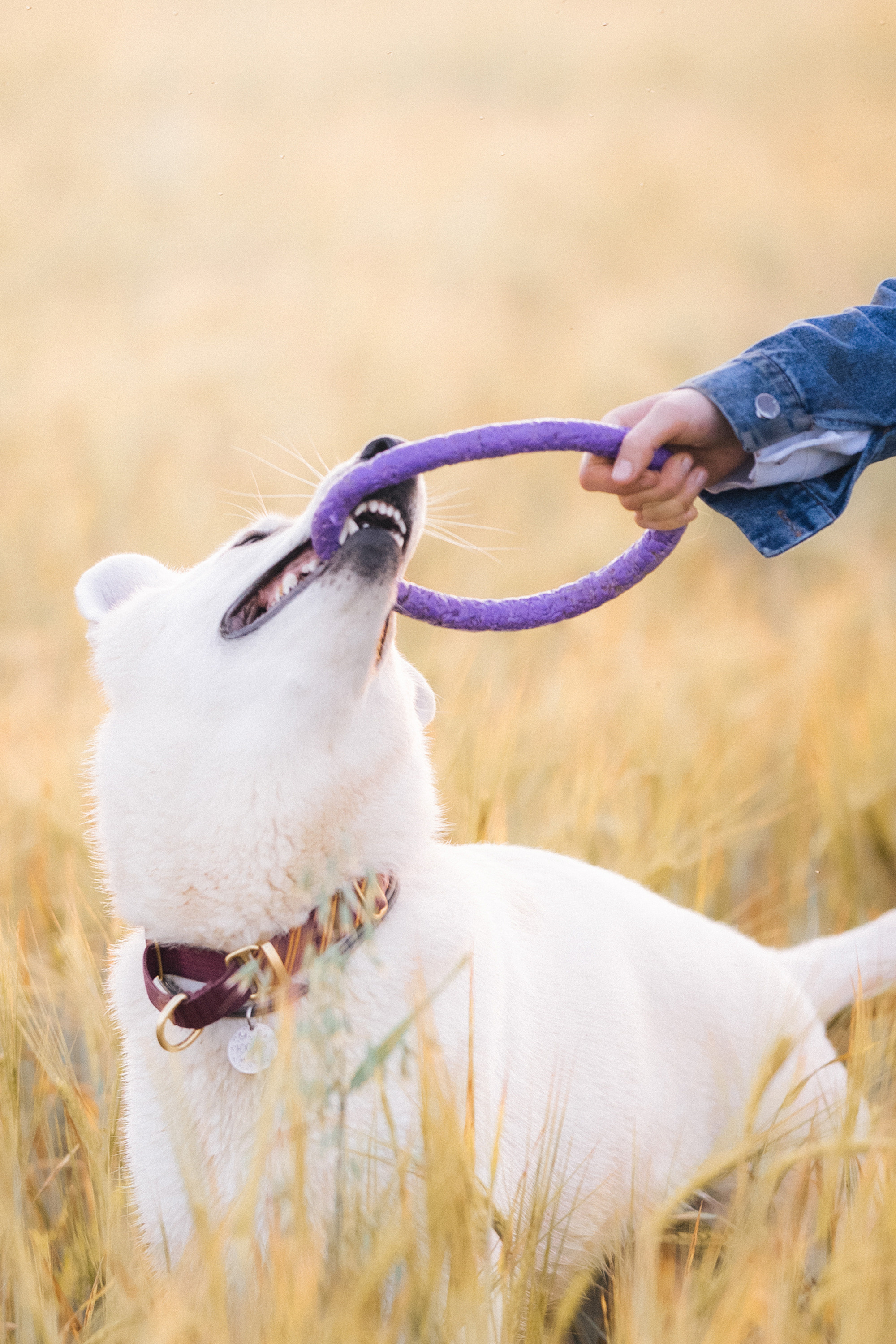 Лиза и Юста. Фотограф анималист в Москве и Санкт-Петербурге Свиридова Анна