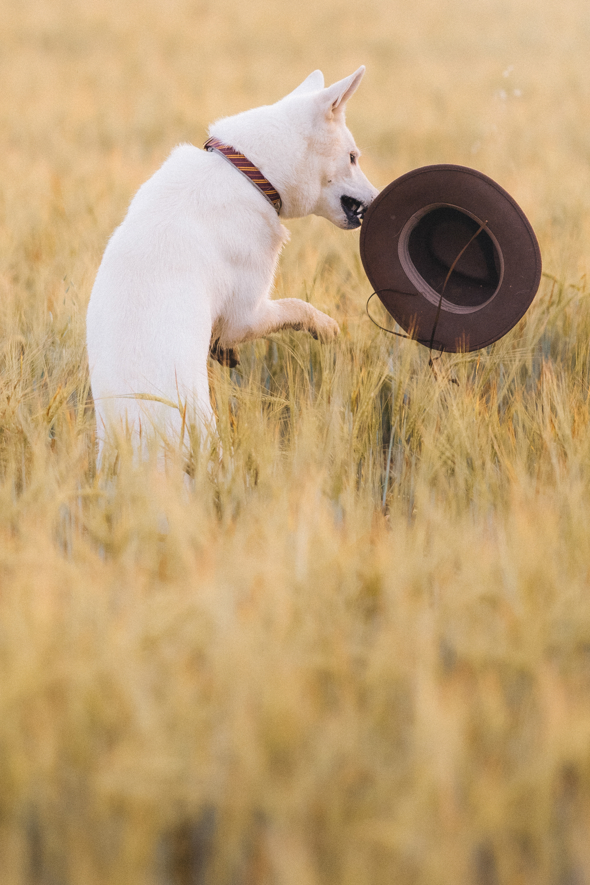 Лиза и Юста. Фотограф анималист в Москве и Санкт-Петербурге Свиридова Анна